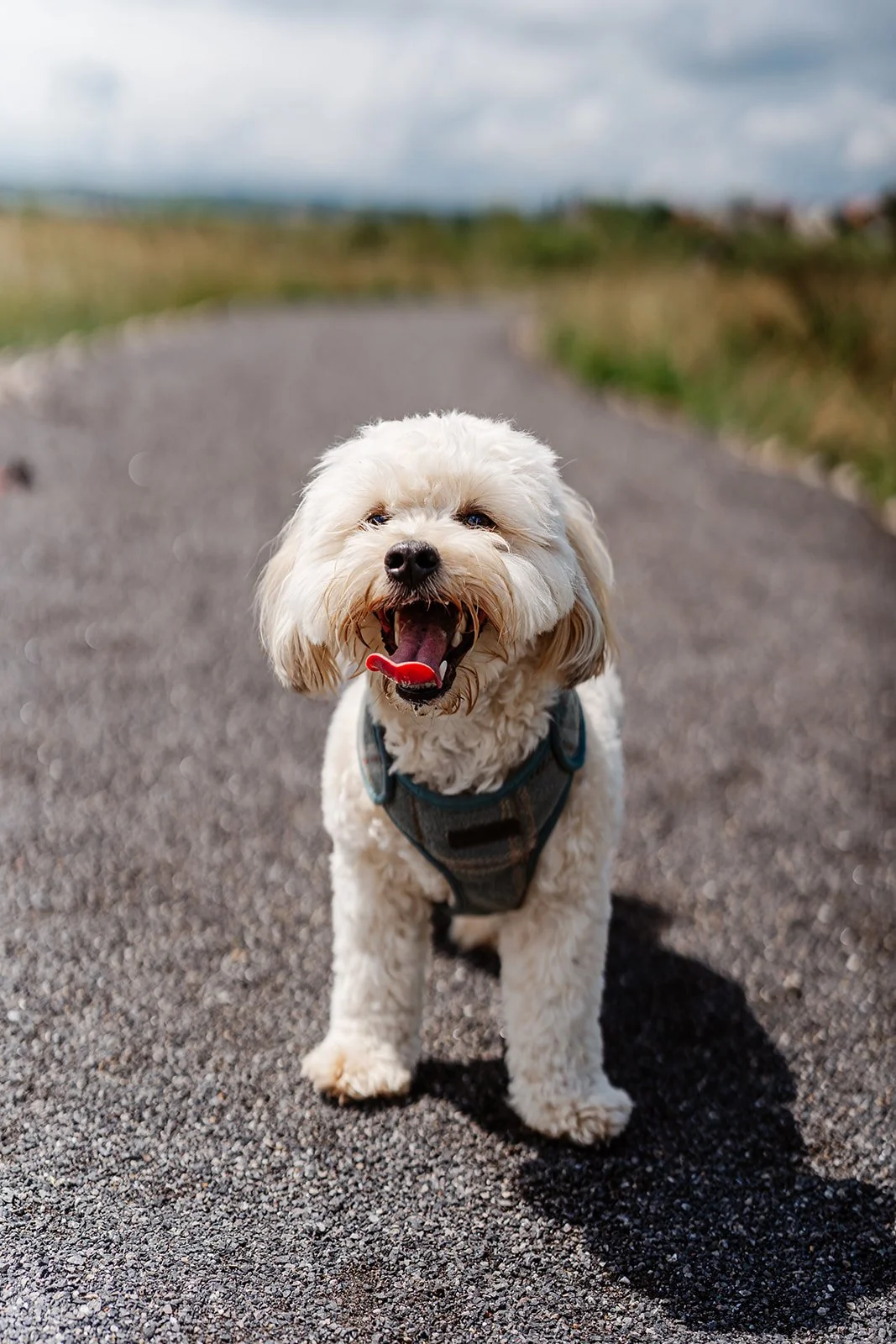 A happy white fluffy dog with a harness standing on a paved path outdoors, with grass and cloudy sky in the background.