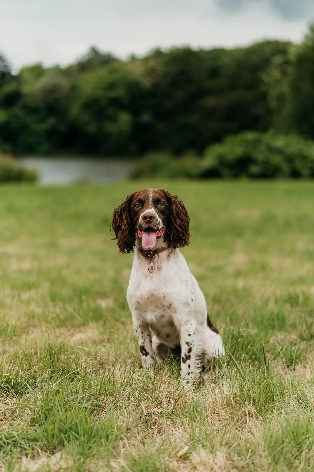 A brown and white English Springer Spaniel sitting on grass in a park with a lake and green trees in the background.