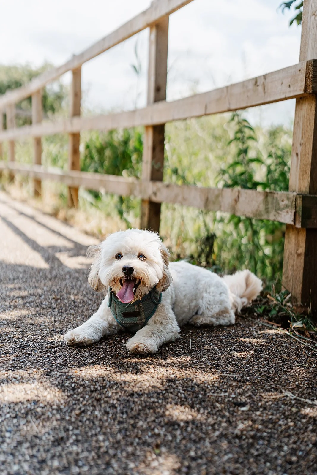 A small white dog with floppy ears lying on a gravel path next to a wooden fence, smiling with its tongue out on a sunny day.