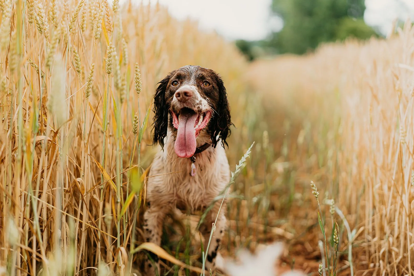 Dog sitting in a wheat field with tall golden wheat stalks on both sides, panting with tongue out.