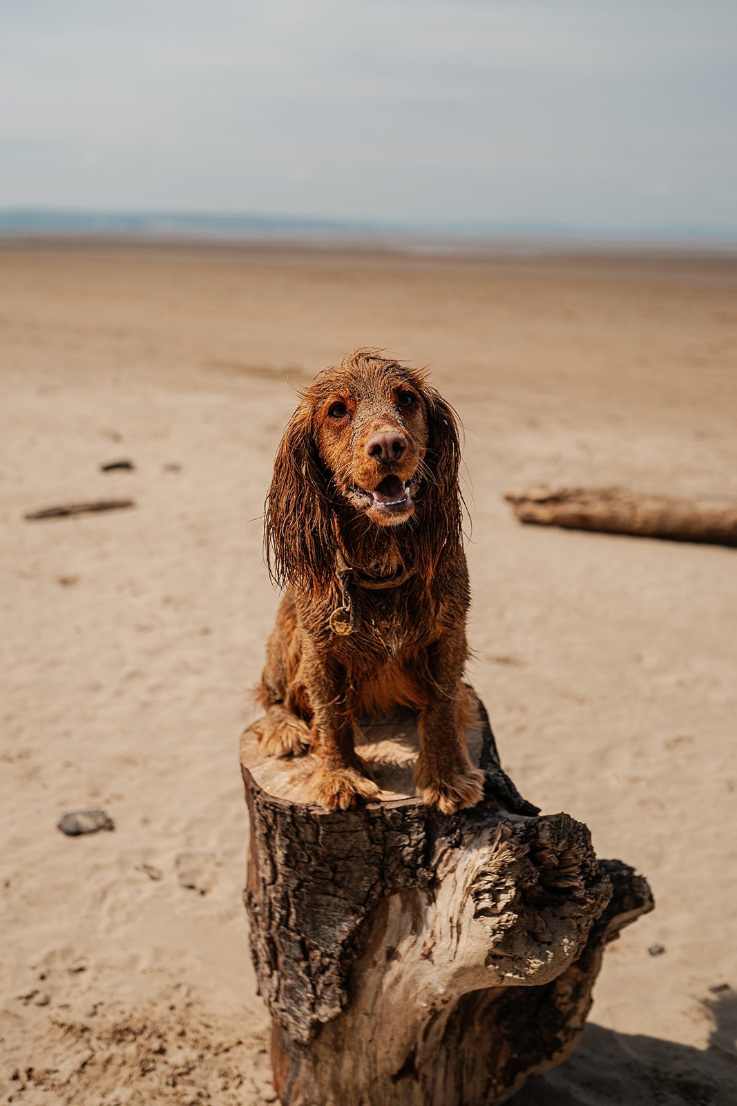 A wet brown Cocker Spaniel dog sitting on a piece of driftwood on a sandy beach with a cloudy sky in the background.