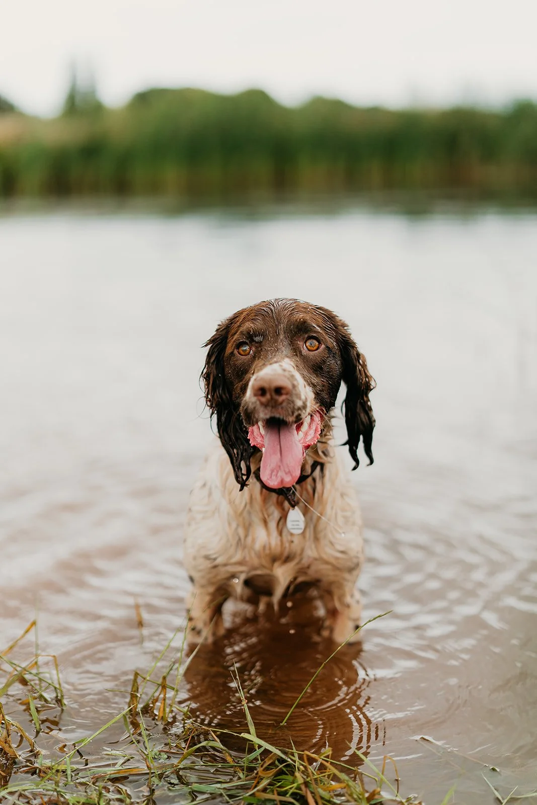 A brown and white dog standing in shallow water near the edge of a lake or river, with greenery and trees in the background.