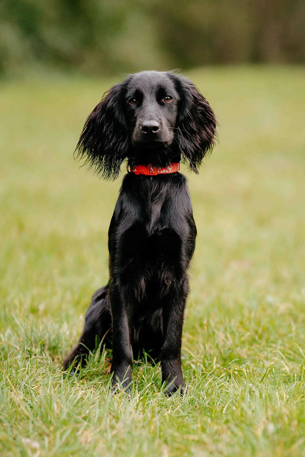 Black long-haired dog sitting on grassy field, looking at camera, wearing a red collar, with a blurred outdoor background.