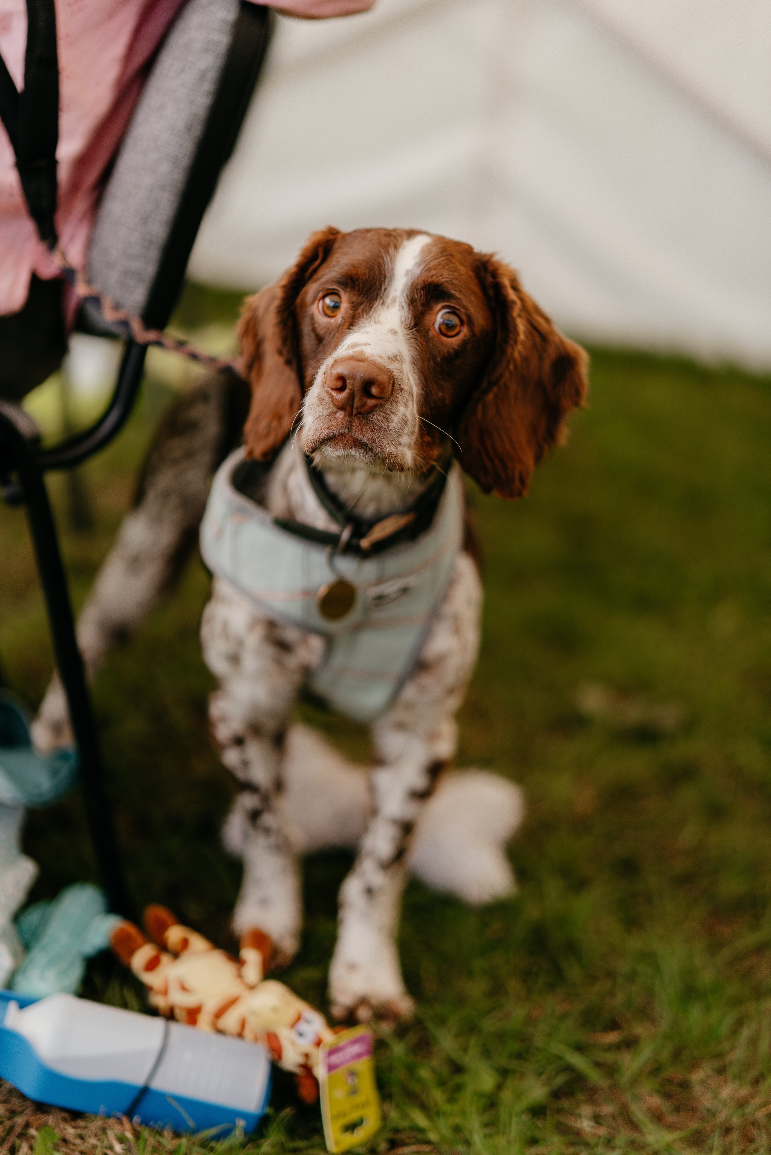 A cute brown and white English Springer Spaniel puppy sitting on grass, wearing a harness, surrounded by toys and objects, with a person's leg nearby.