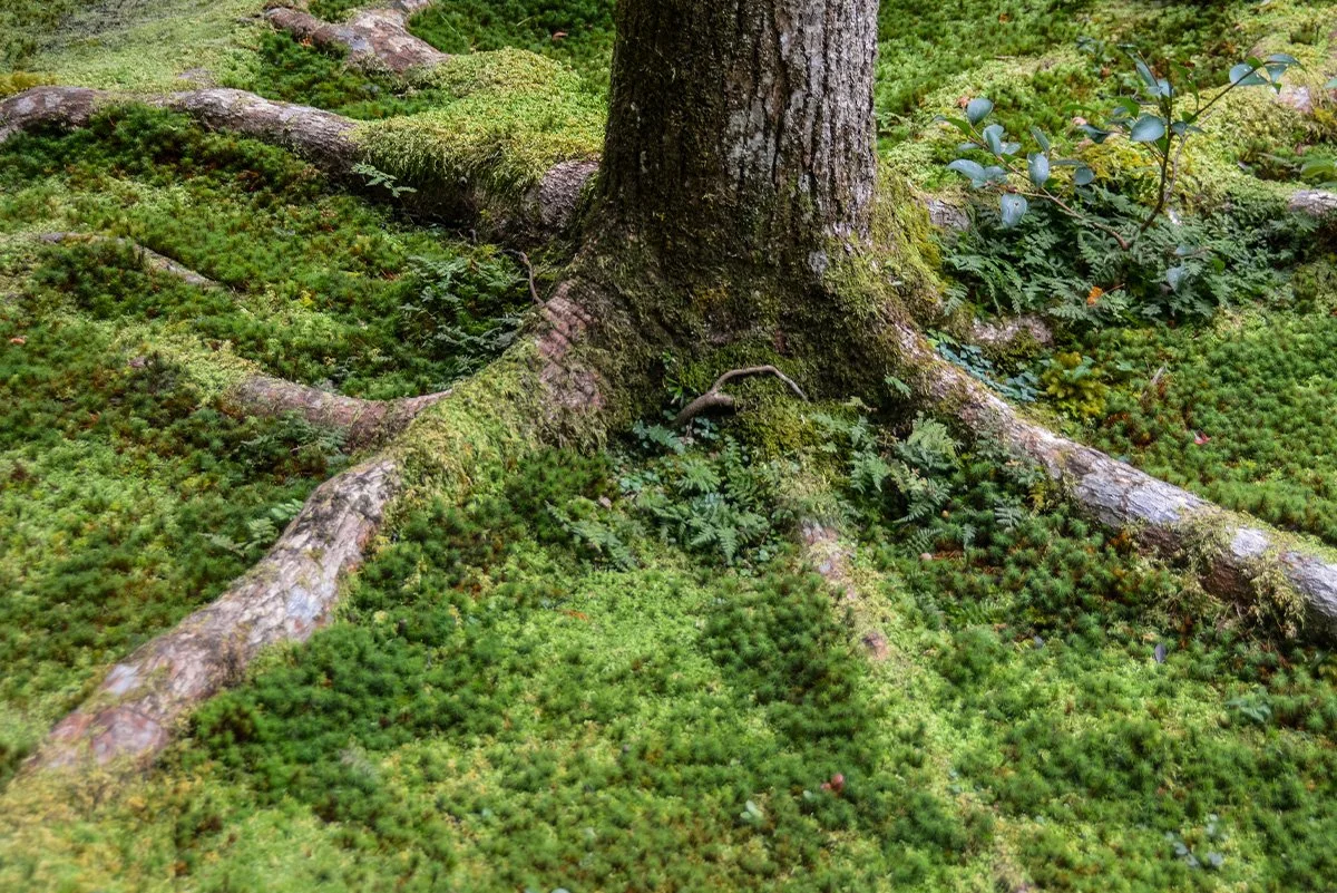 Accelerate Sustainability with Environmental Management Systems