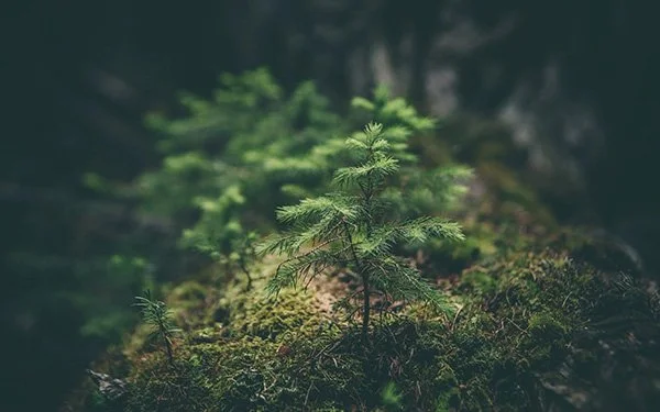 Pine tree new growth in a forest demonstrating Foresight's CDP Support service