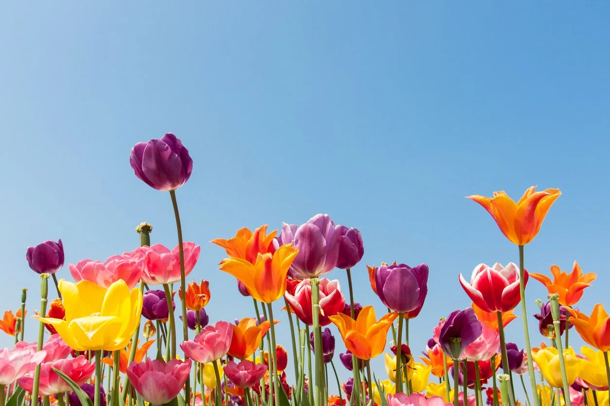 multicolored tulips against a blue sky in a spring garden