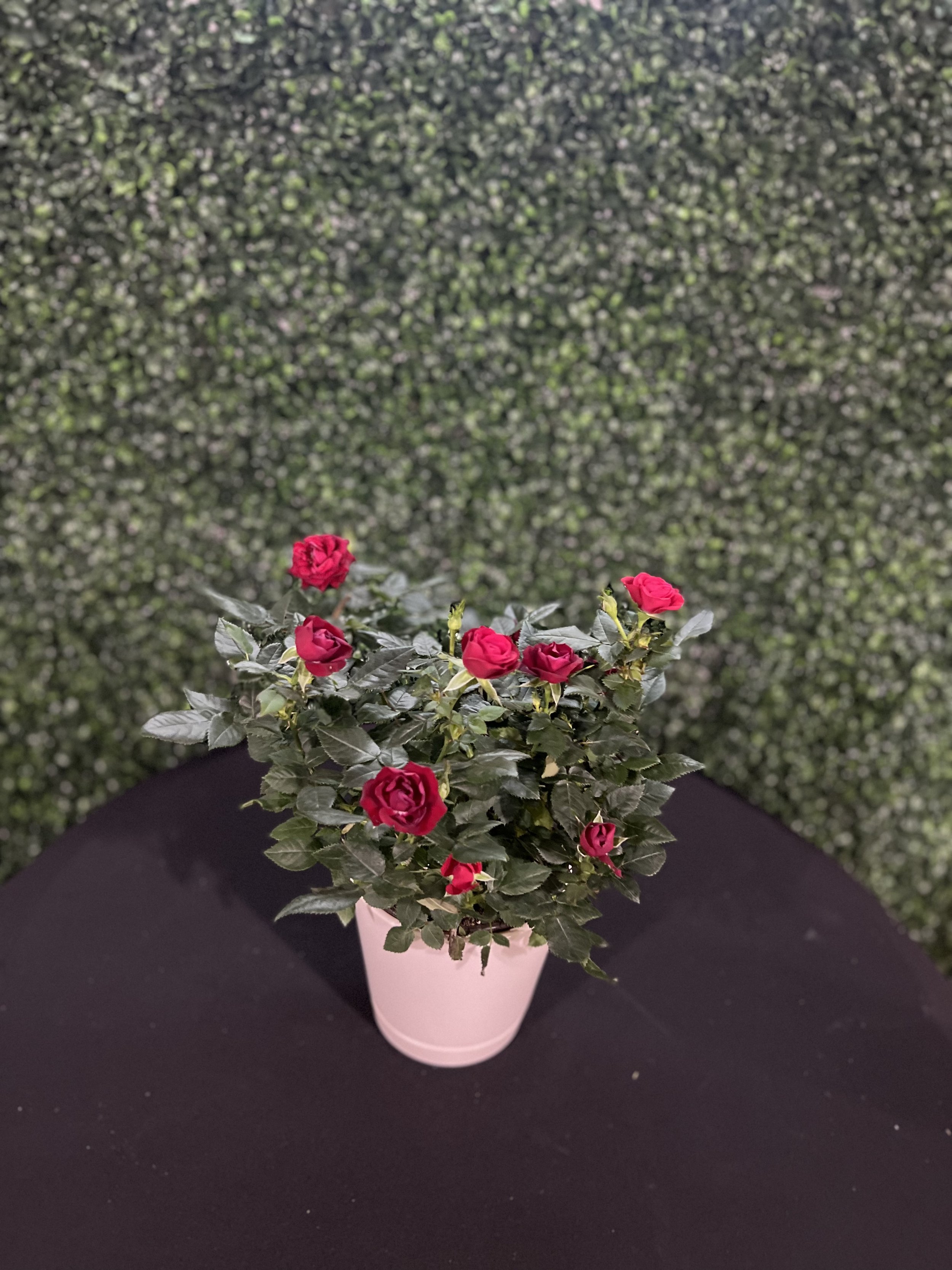 Rose bush