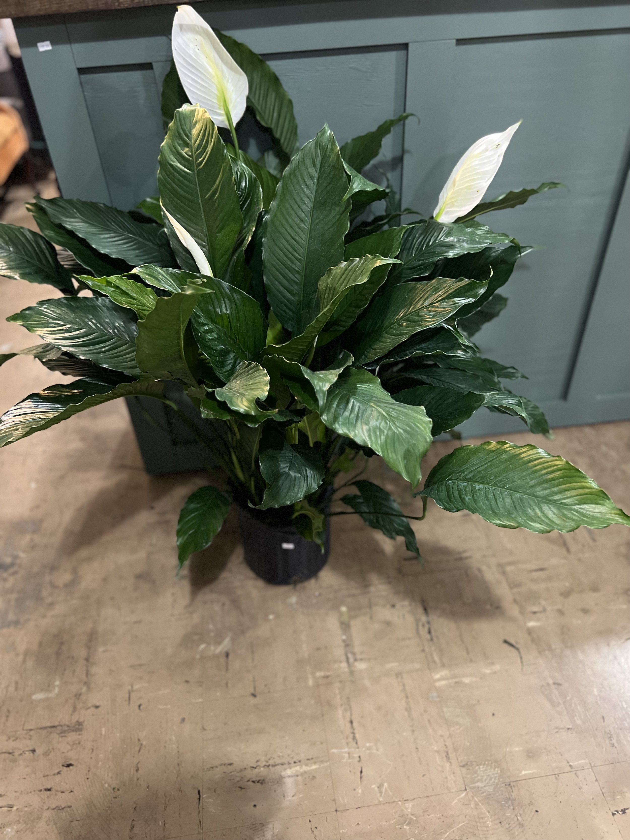 Peace Lilly