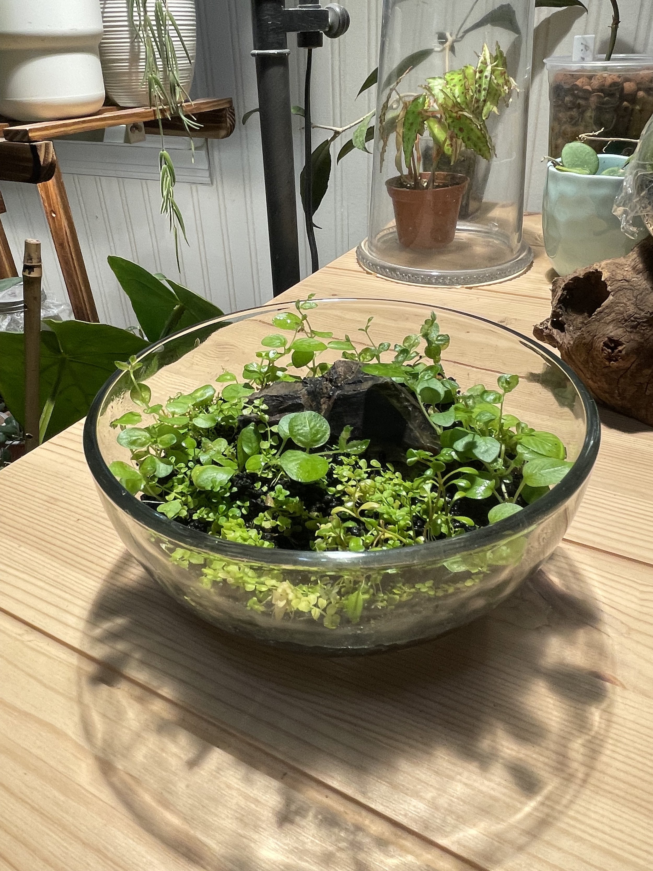 6" Planted Shallow Bowl