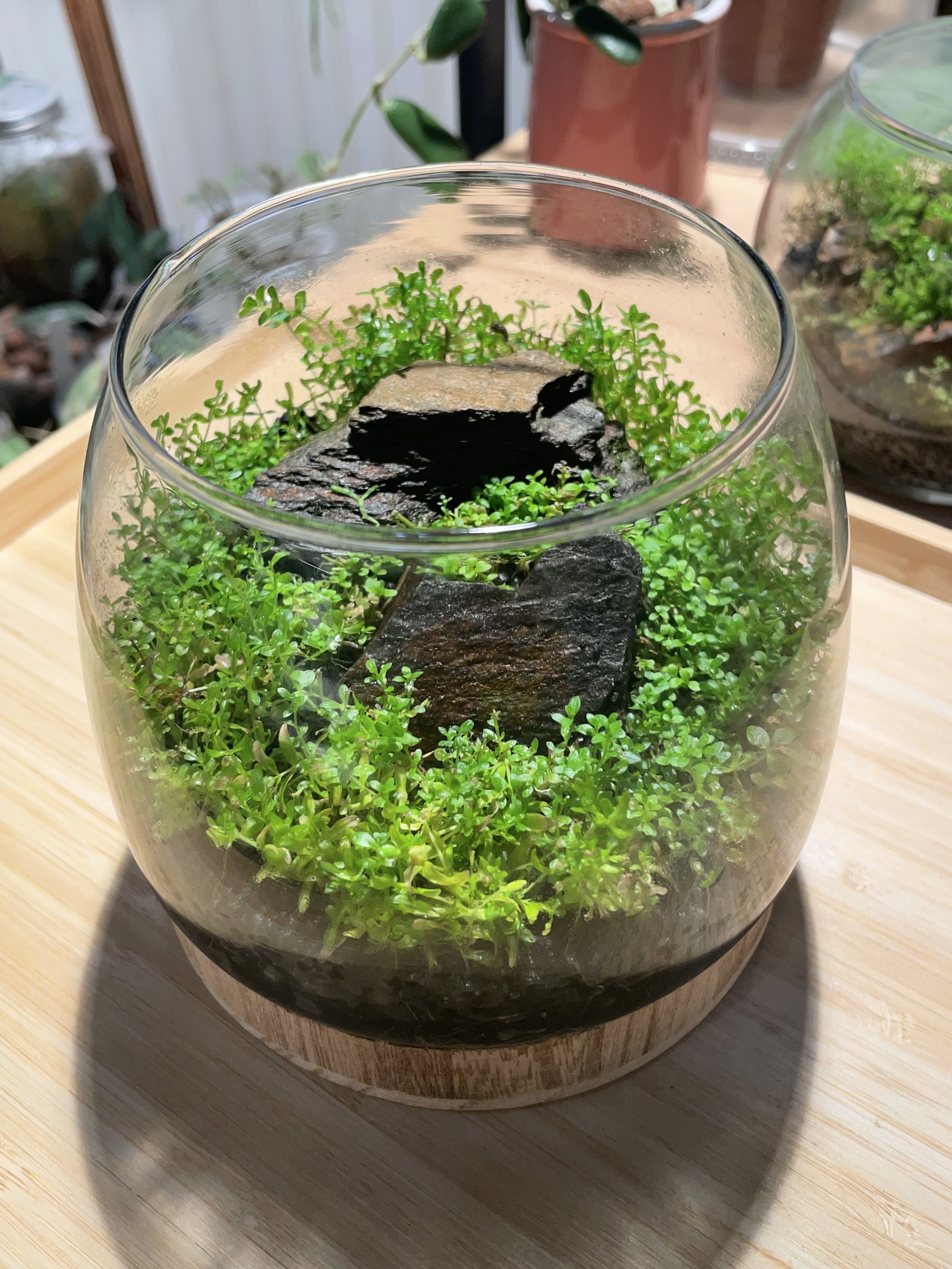 Mini bowl with wooden base