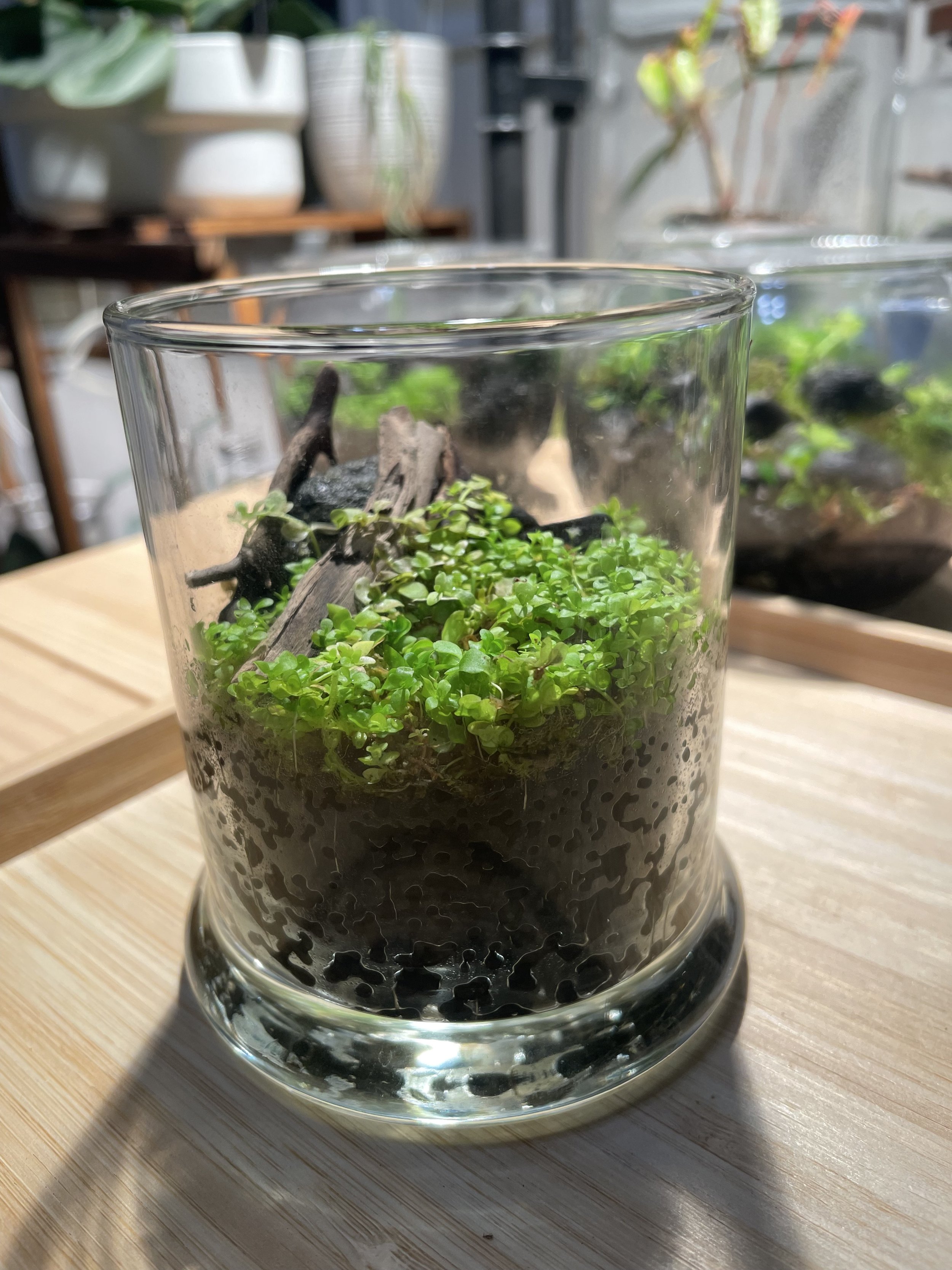 4" Mini Glass Cylinder