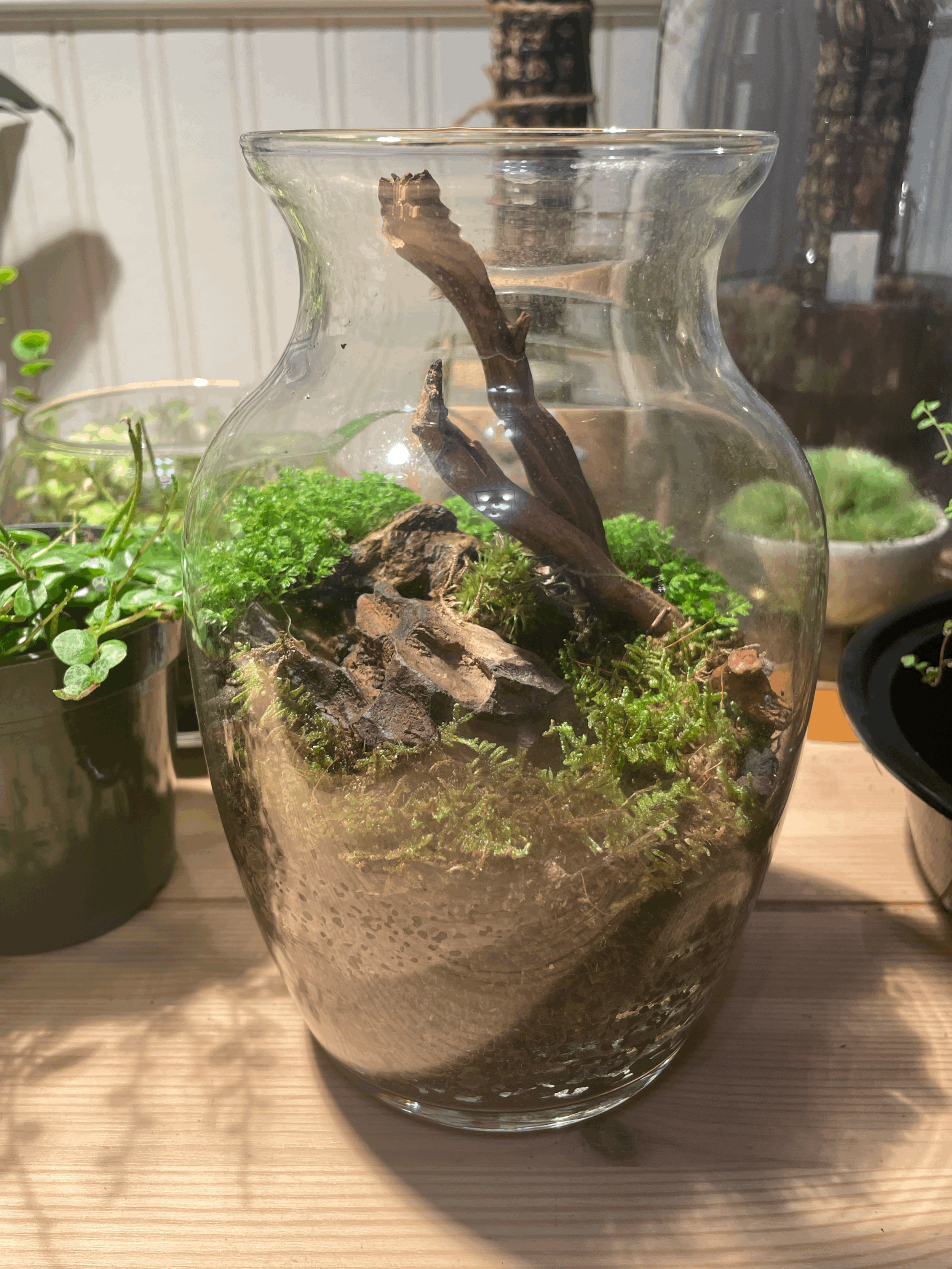Medium vase terrarium