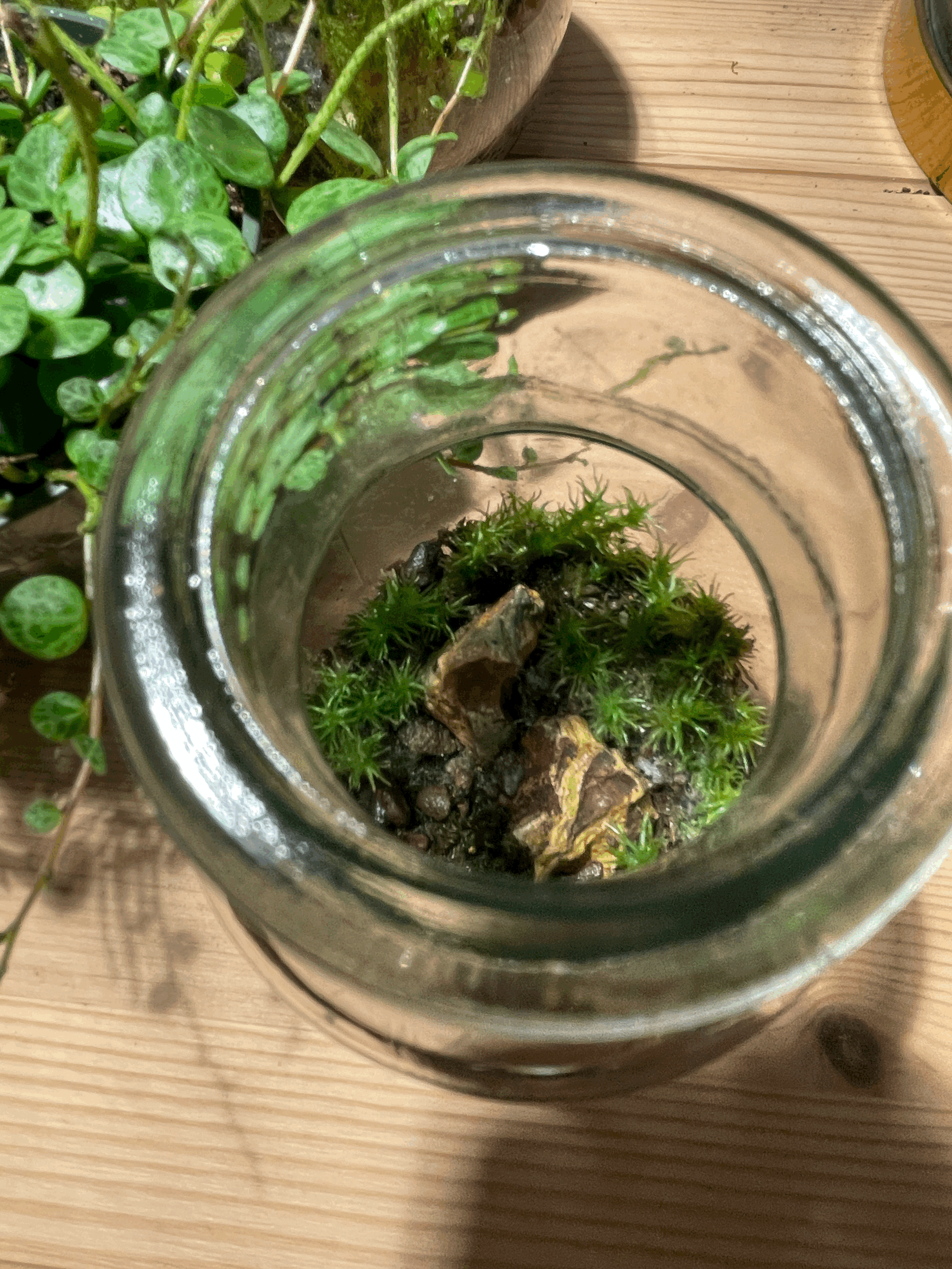 tempImagepw7wJO.gif