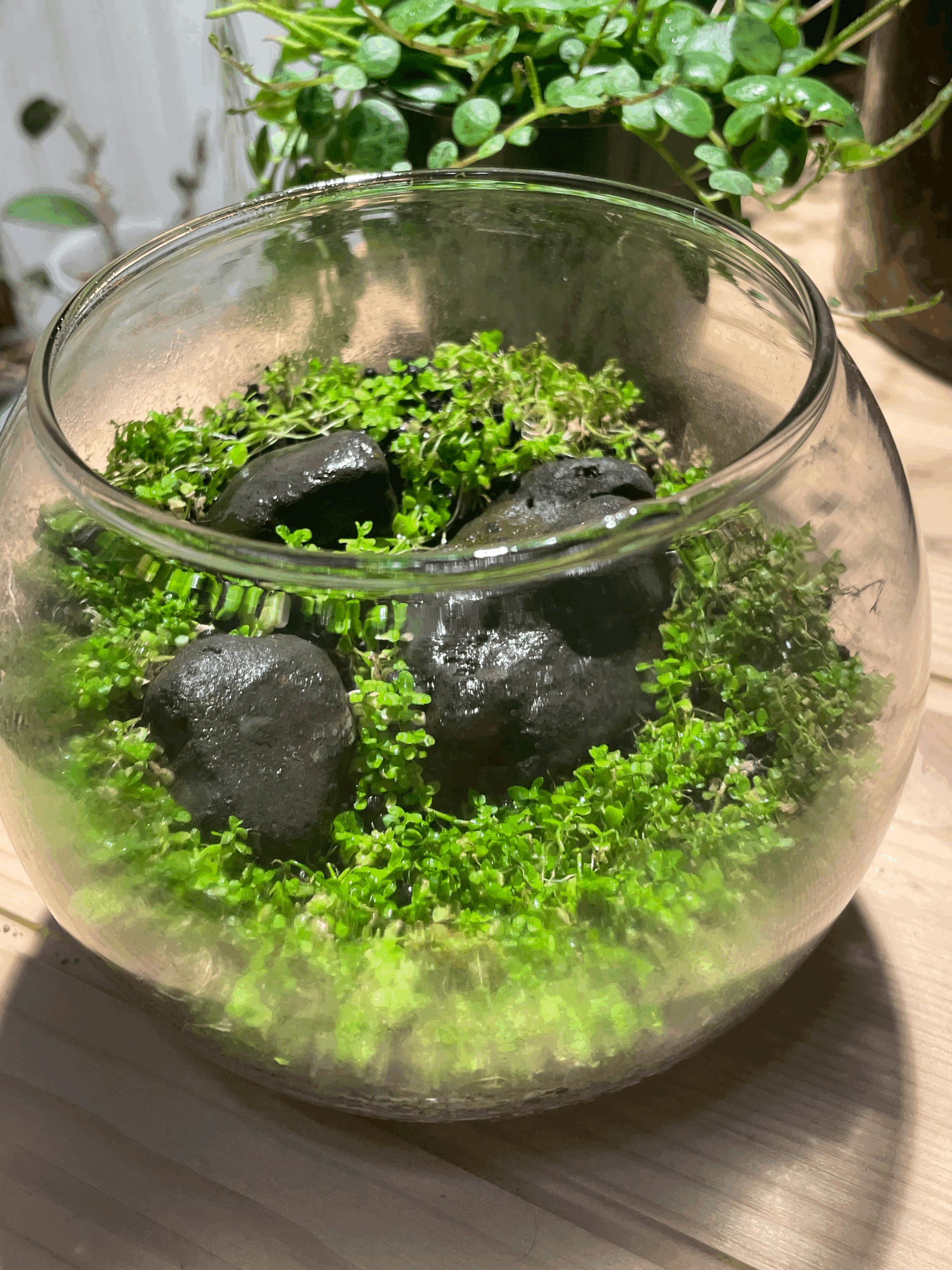 Round glass bowl with 3.5" opening (7)