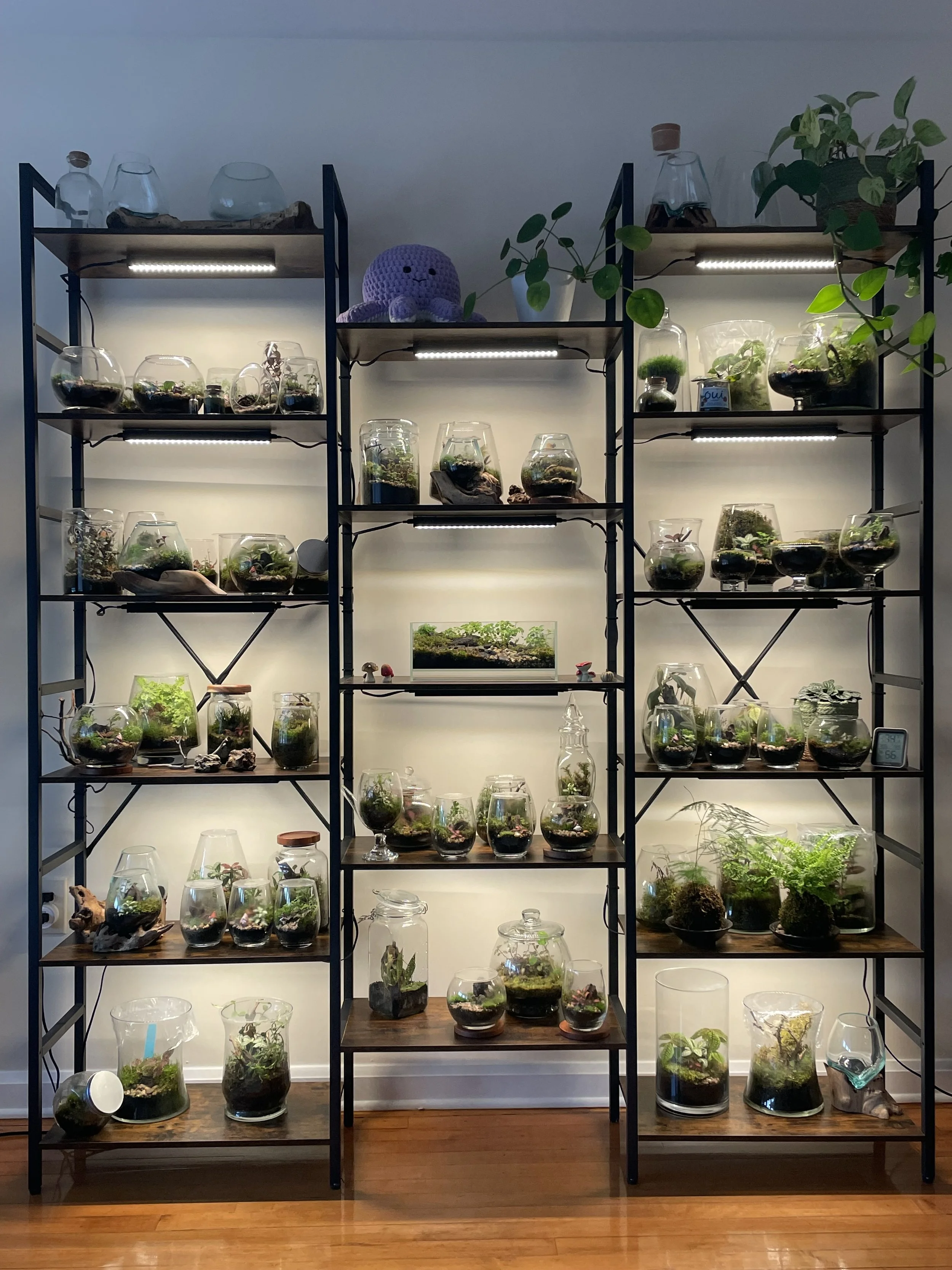 Shelves of terrariums in varied glass containers, illuminated by grow lights in the Nature Behind Glass studio.