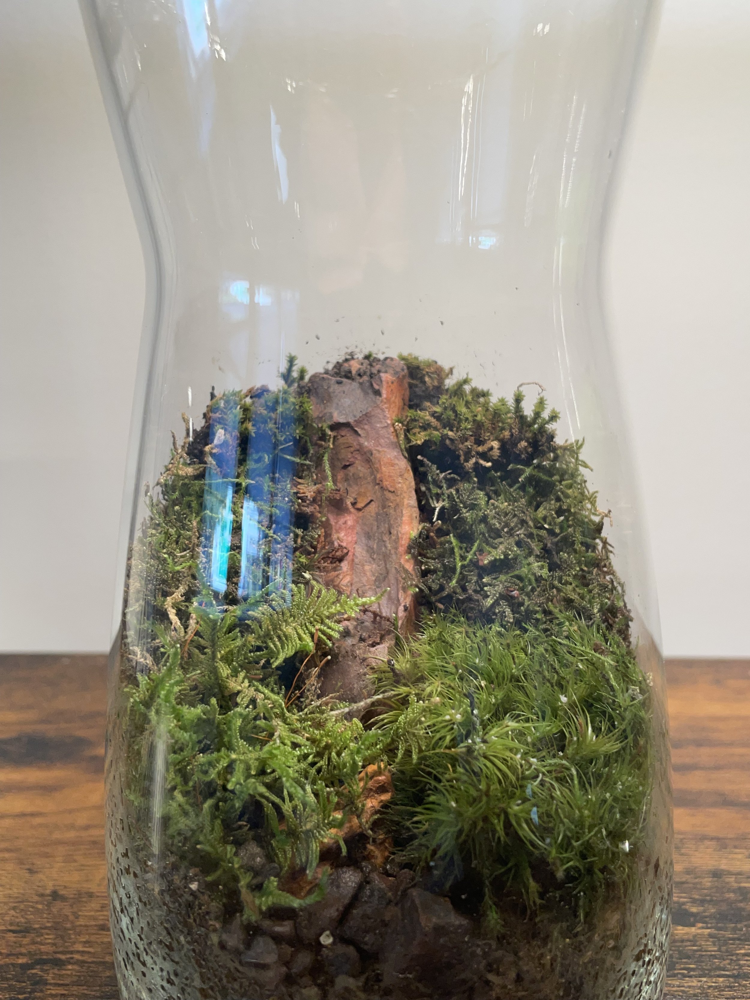 Medium tall terrarium