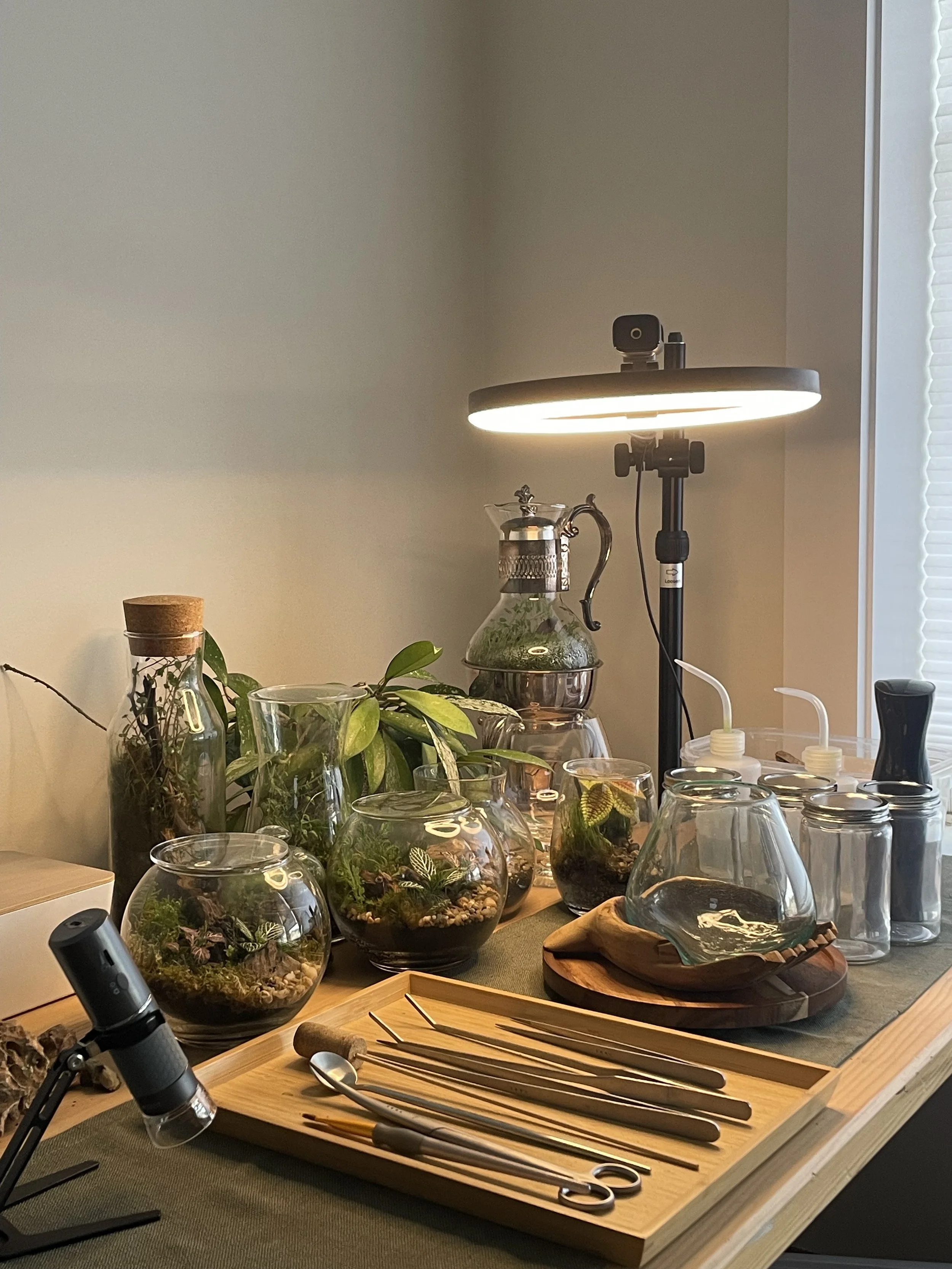 Long tweezers, scissors, spoons, and other terrarium tools beside planted glass containers in the studio.