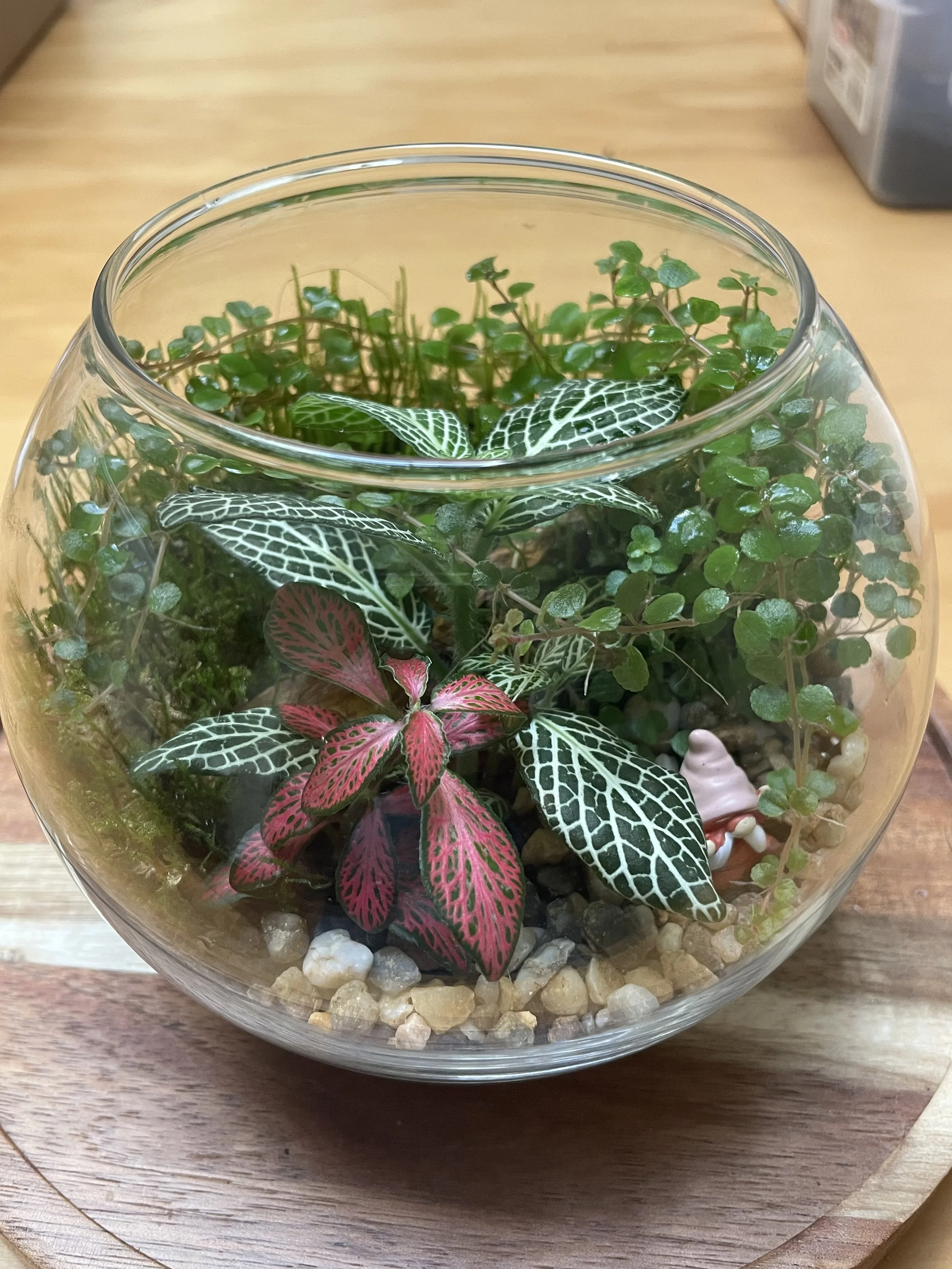 A round glass terrarium with pink and white-veined foliage, small green leaves, pale pebbles, and a miniature figure.