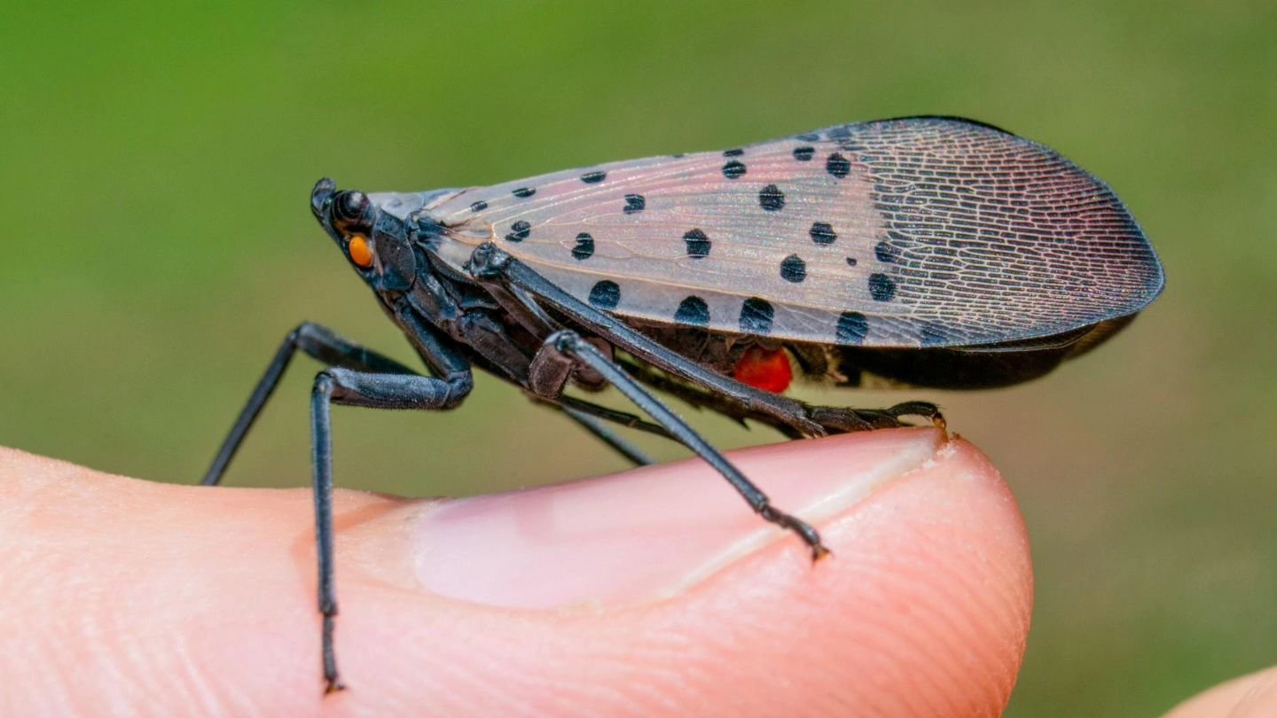 The invasion of the spotted lanternfly in the United States is creating significant concern, especially with the recent explosion of them in Northwest Ohio. This invasive species, originally from Asia, poses a serious threat to the landscape and wild