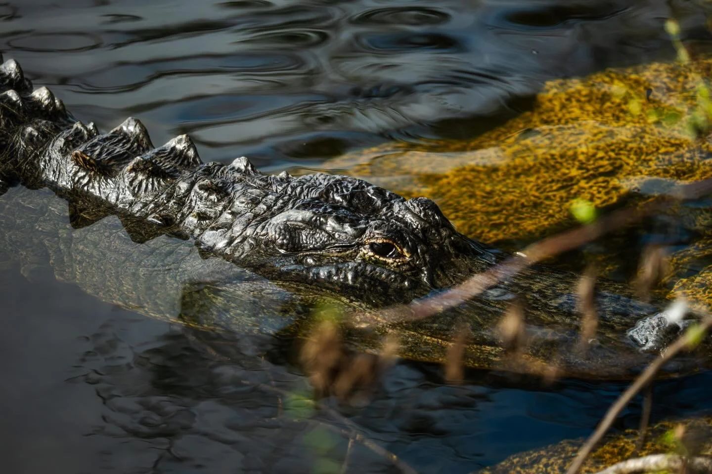 Alligators were almost wiped out in the Everglades. Years of unregulated harvest and disappearing habitat pushed them to the edge, and seeing one in the wild was not always guaranteed. Their recovery happened because people finally paid attention to 