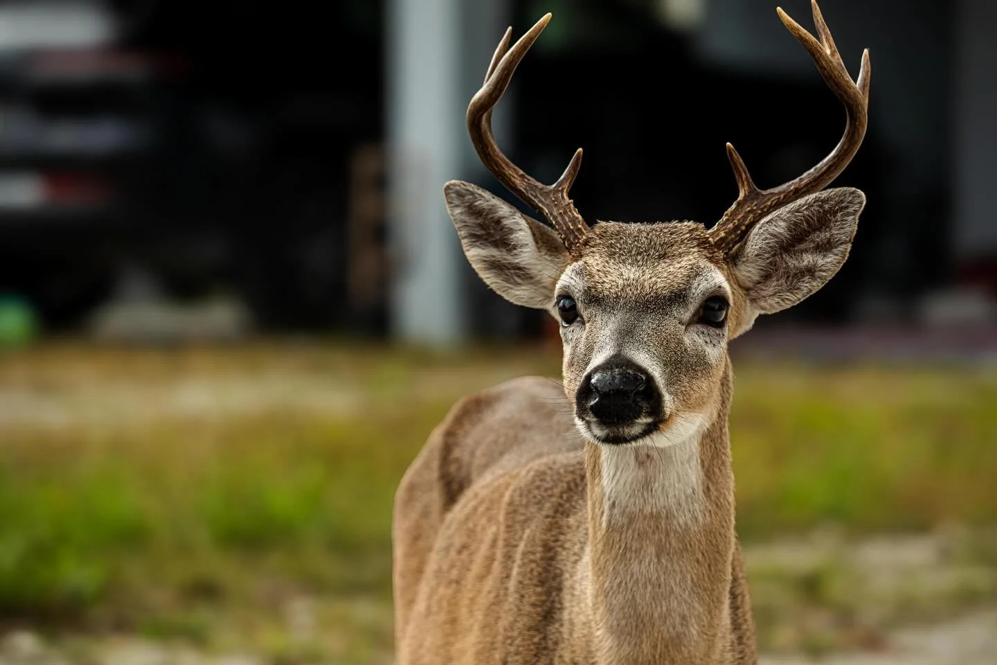 The Key deer were almost gone by the early 1950s. Poaching, development, and decades without enforcement of wildlife laws had pushed them to the edge, leaving only a few dozen scattered across the lower Florida Keys. Everyone agreed something had to 