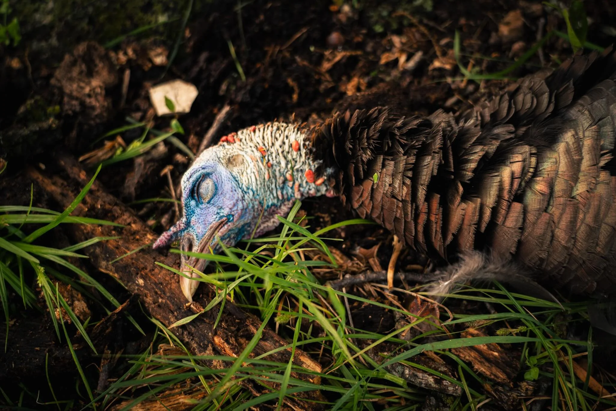 Spring turkey season is in full swing. 

Spent the weekend in Missouri with @able_outdoors and @modisabledsportsmen filming and witnessing some amazing hunting from some amazing people!