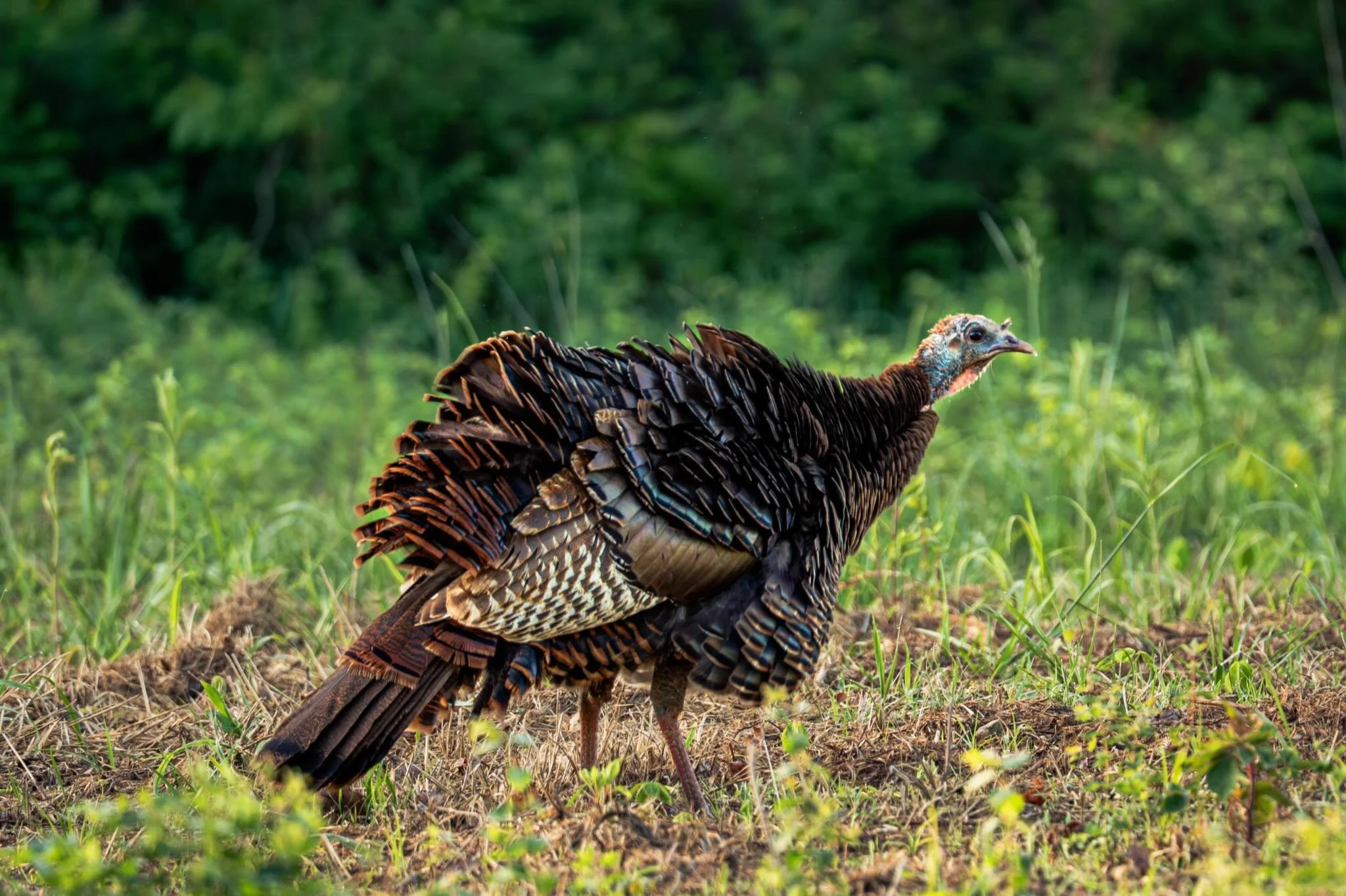 Hey Ladies 🦃