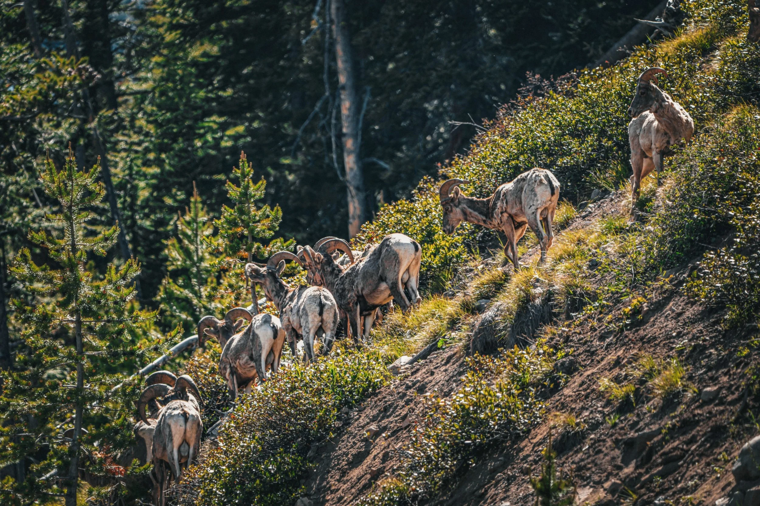 One of my favorite moments of 2026 so far

Wild sheep are such fascinating animals.

Seeing the is many together was such an amazing experience