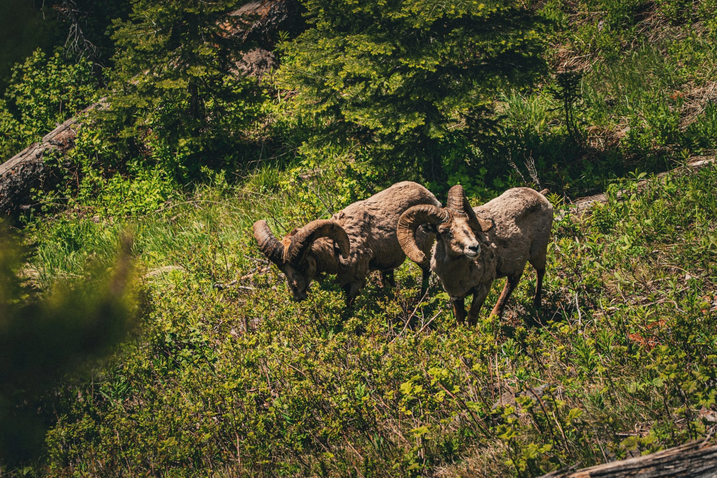 From steep mountain slopes and dense timber to rugged country few people ever see, bighorn sheep have adapted to thrive in some of North America&rsquo;s most demanding landscapes.

Photographing wildlife like this is a reminder of why these places ma