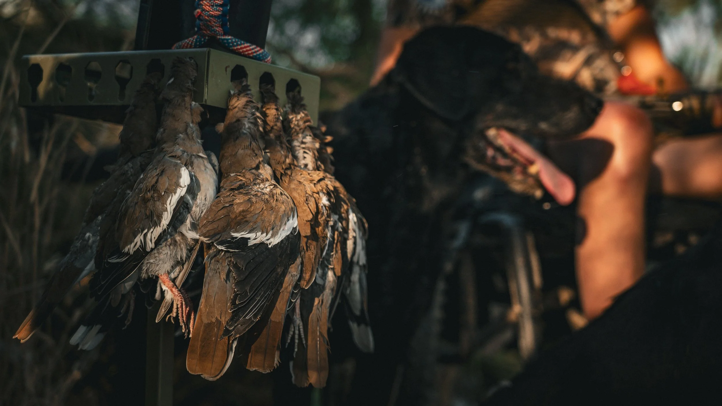 Good ol fashioned dove hunt