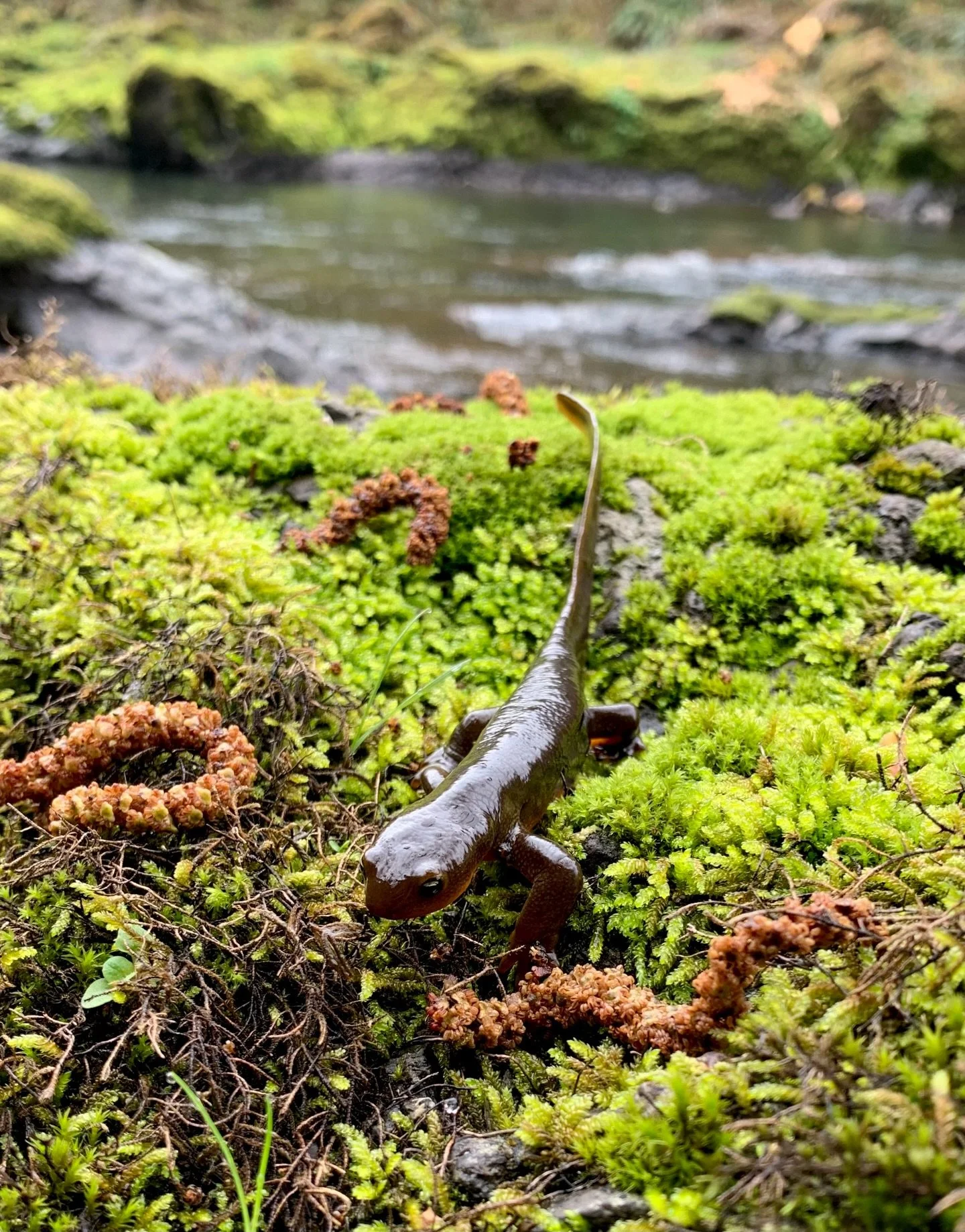 Caught a local enjoying river time.
No notifications, no rush&mdash;just being exactly where you are.

#northfork #oregoncoast #flyfishing #rivertime #steelhead