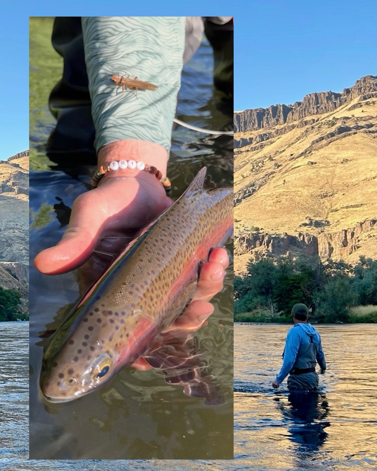 Sunny afternoons on the Lower Deschutes&hellip; nothing better 🎣

#catchandrelease #trout #pnw #fishingtrip #lowerdeschutes