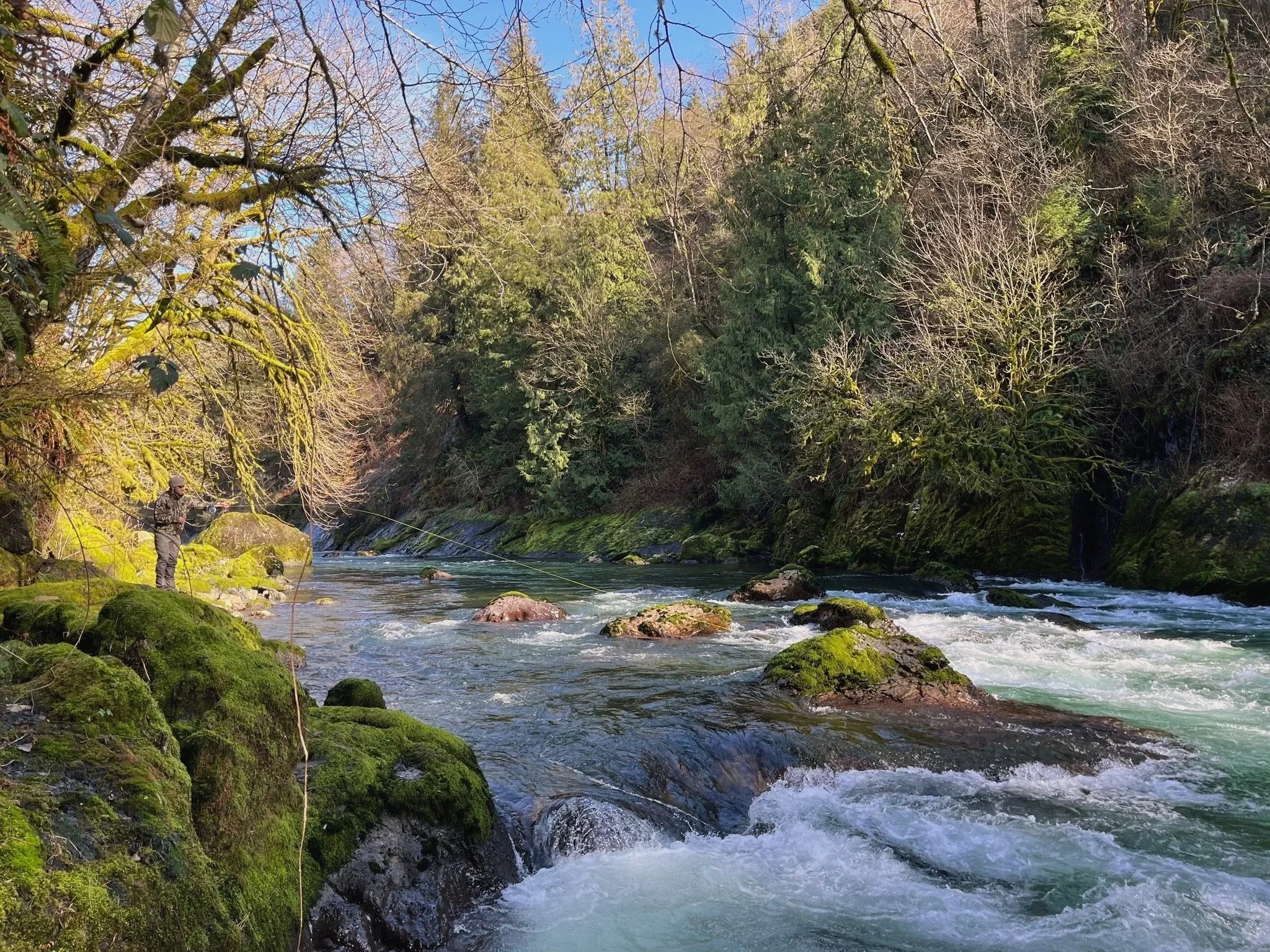 Trask River Fly Fishing Winter Steelhead