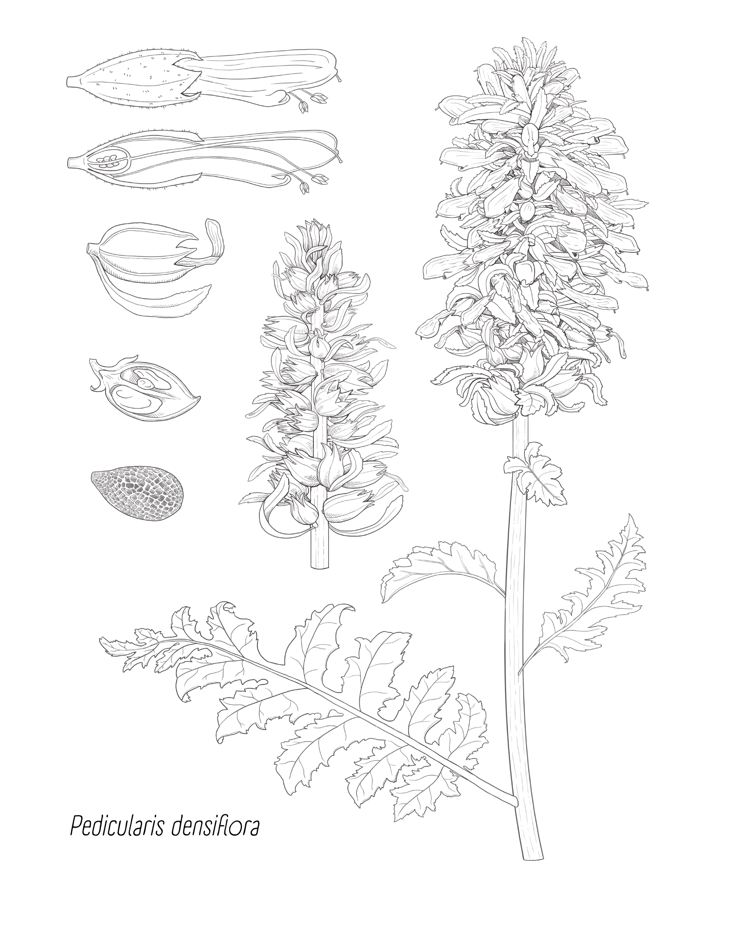Pedicularis densiflora Dissection Plate - Digital