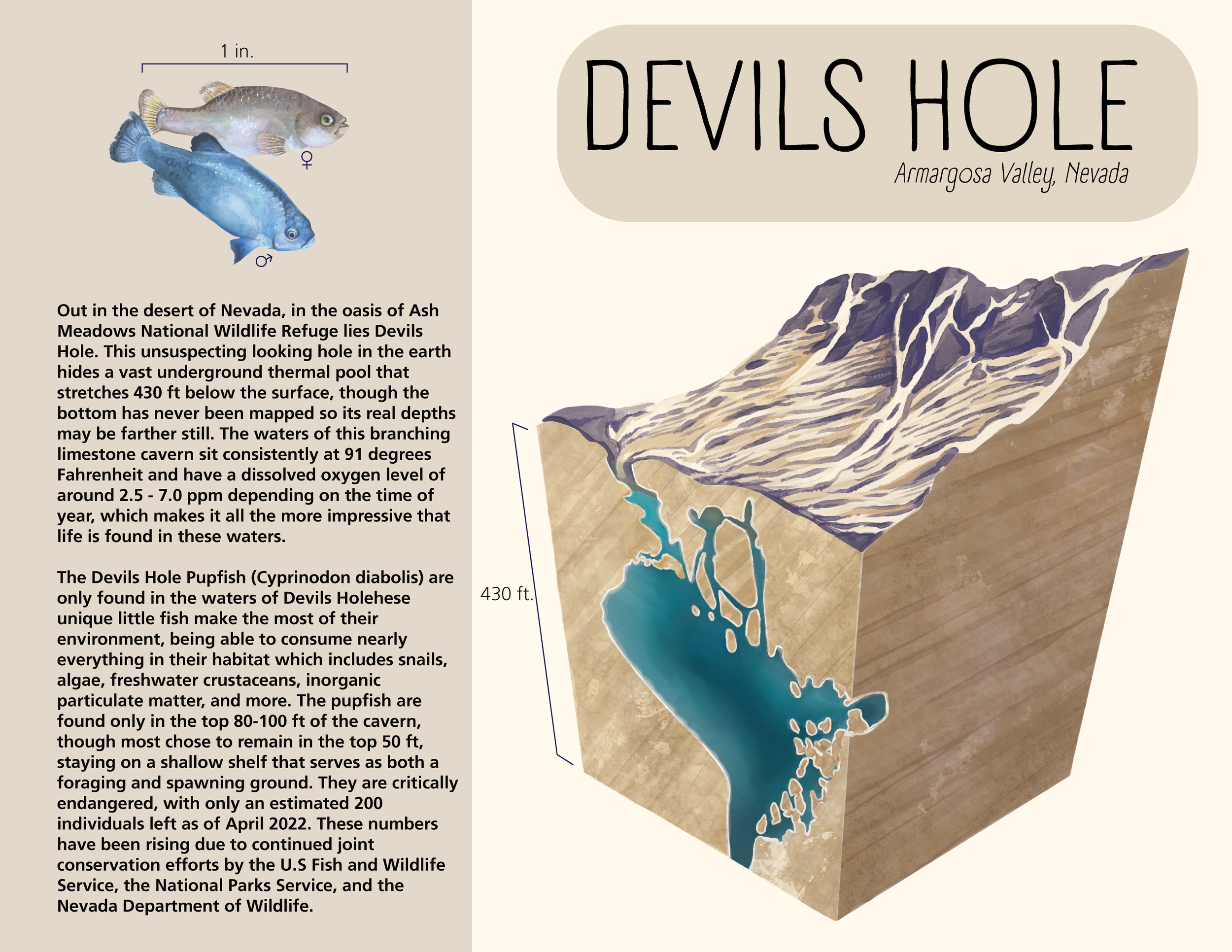 Devils Hole  - Digital
