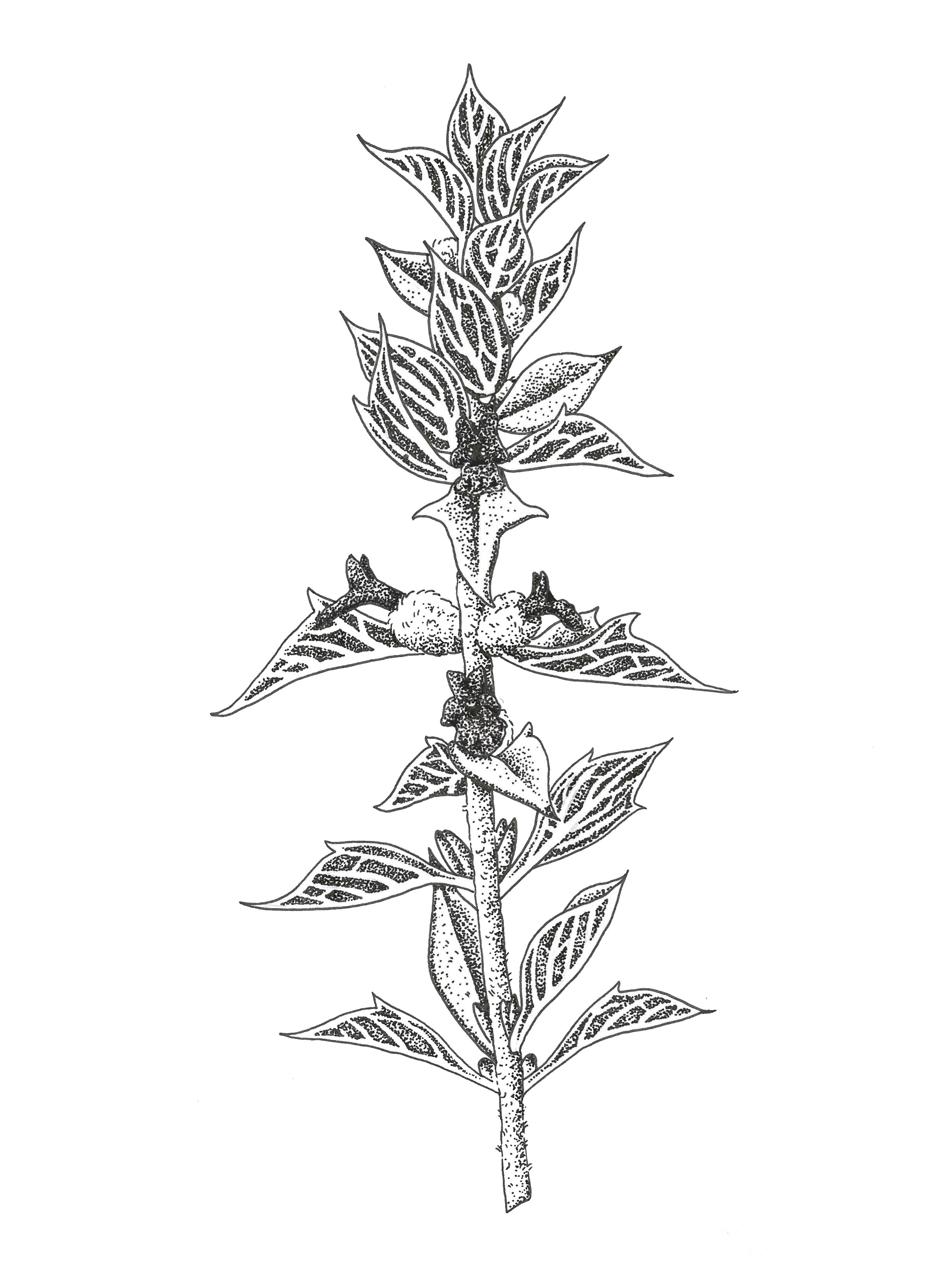 Rare Amargosa Species California Botanic Garden - Ink