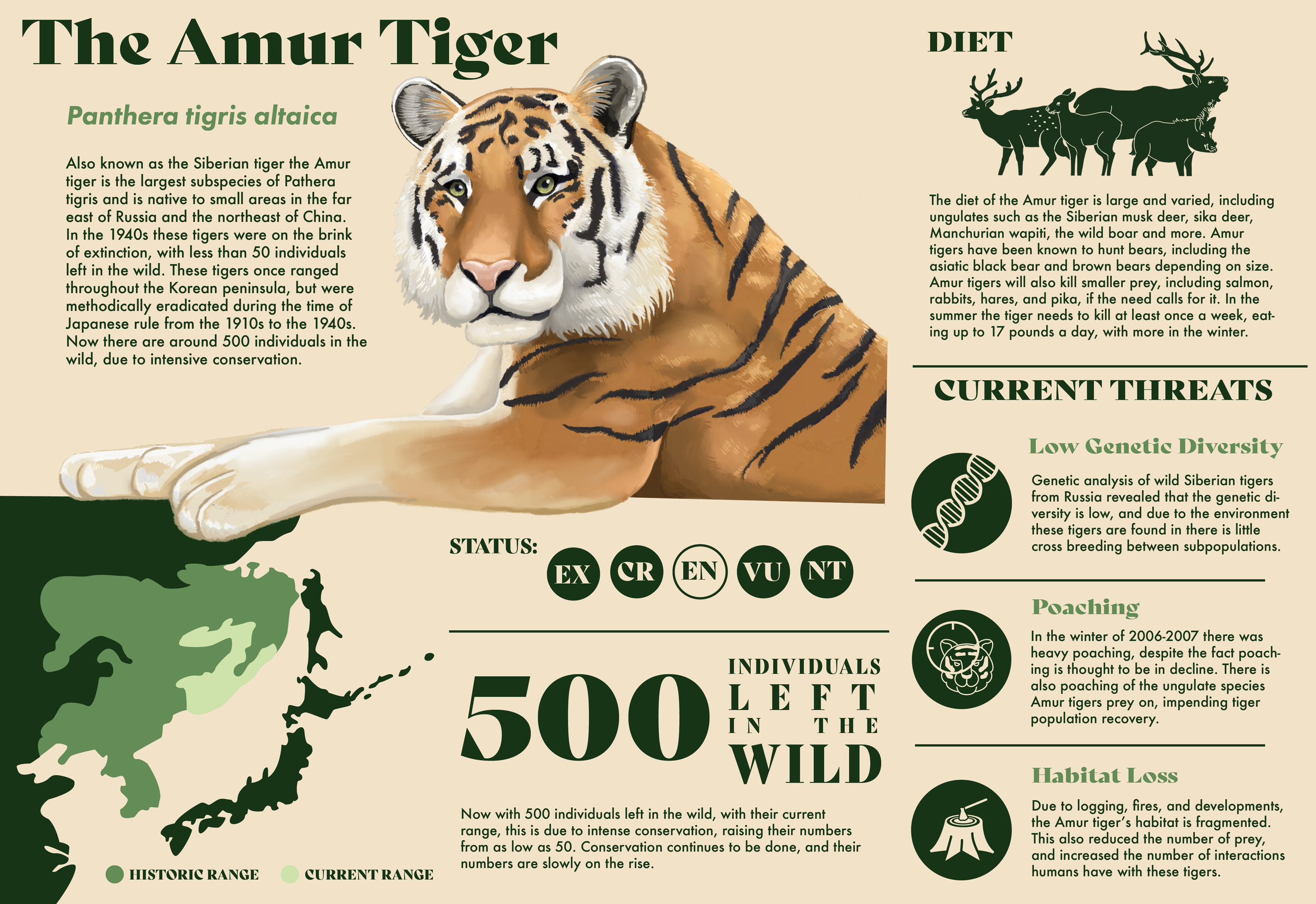 Amur Tiger Singage - Digital