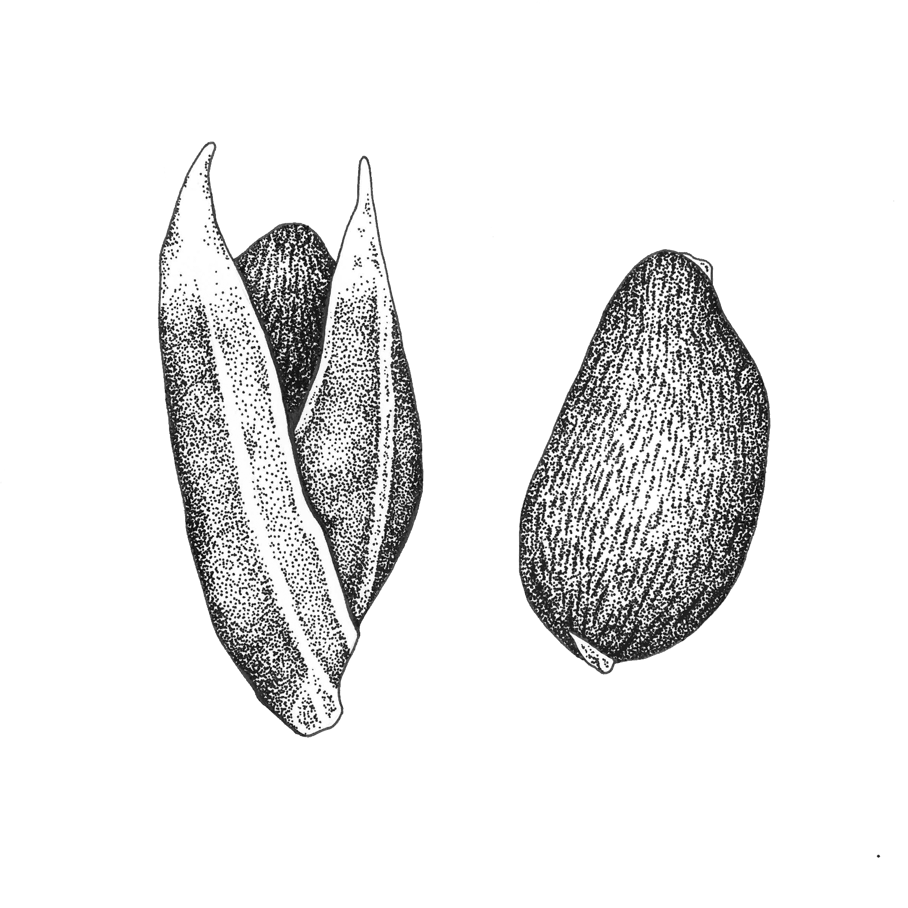 Cultural Seedbanking Illustration Project for California Botanic Garden - Ink