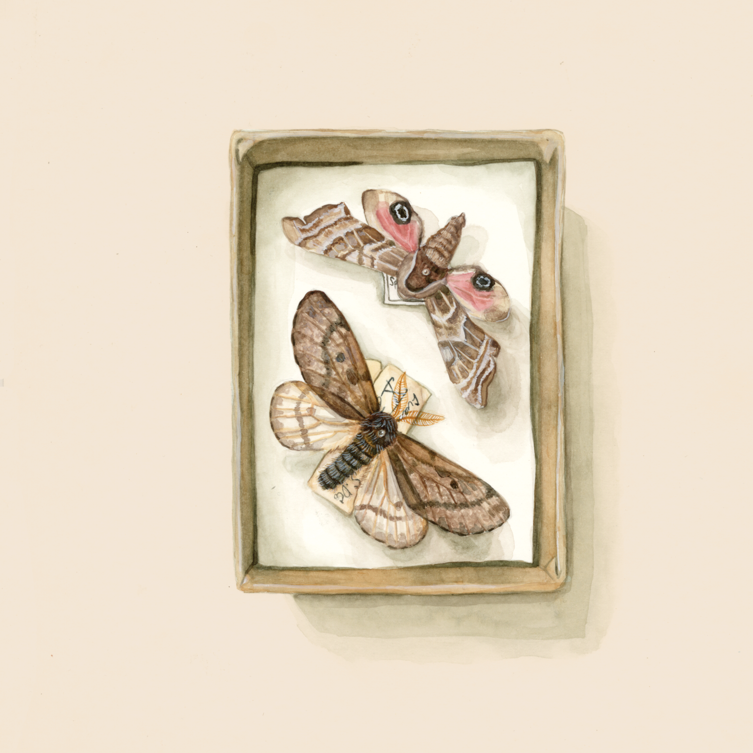 Trompe L'oeil - Watercolor
