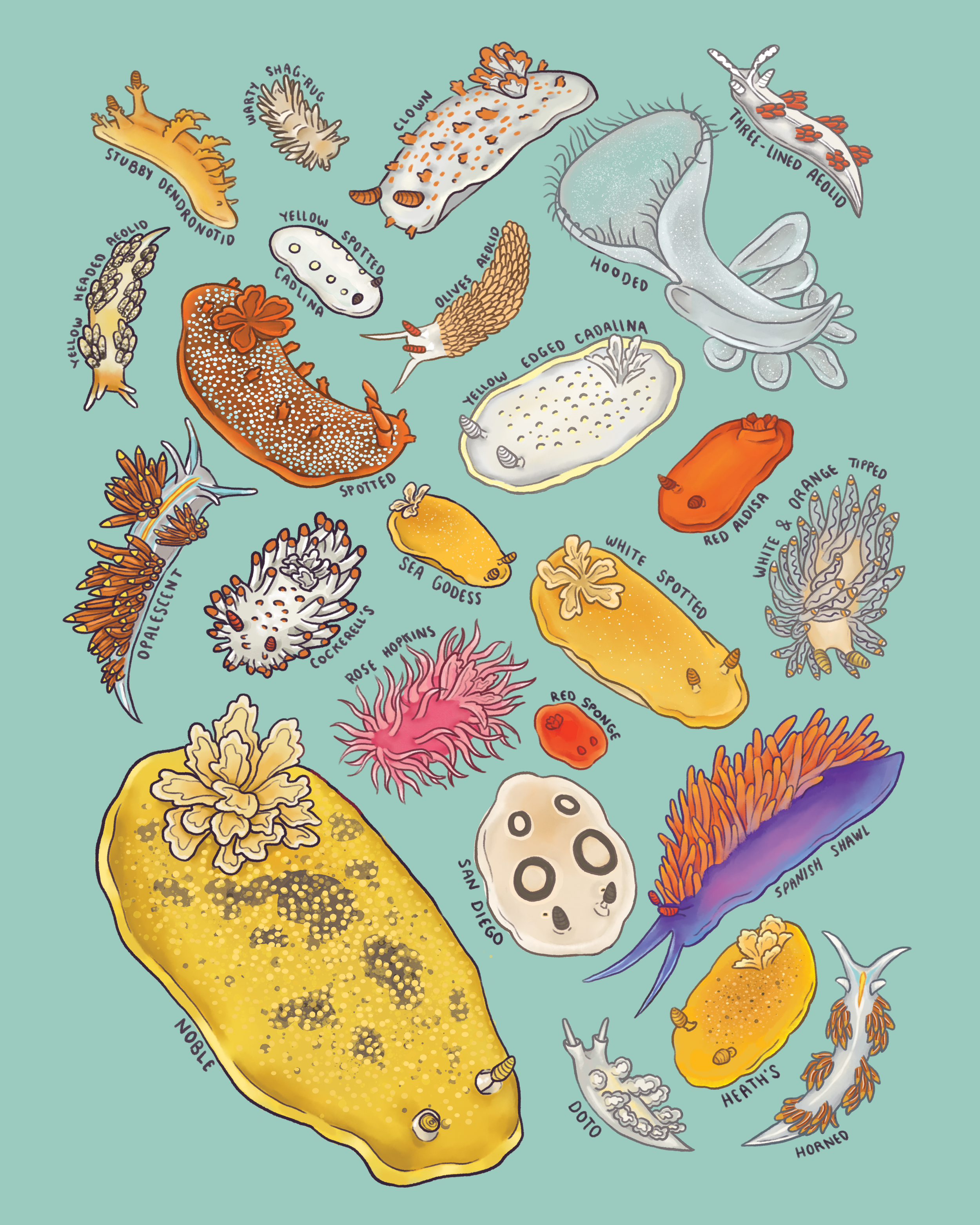 Nudibranchs - Digital