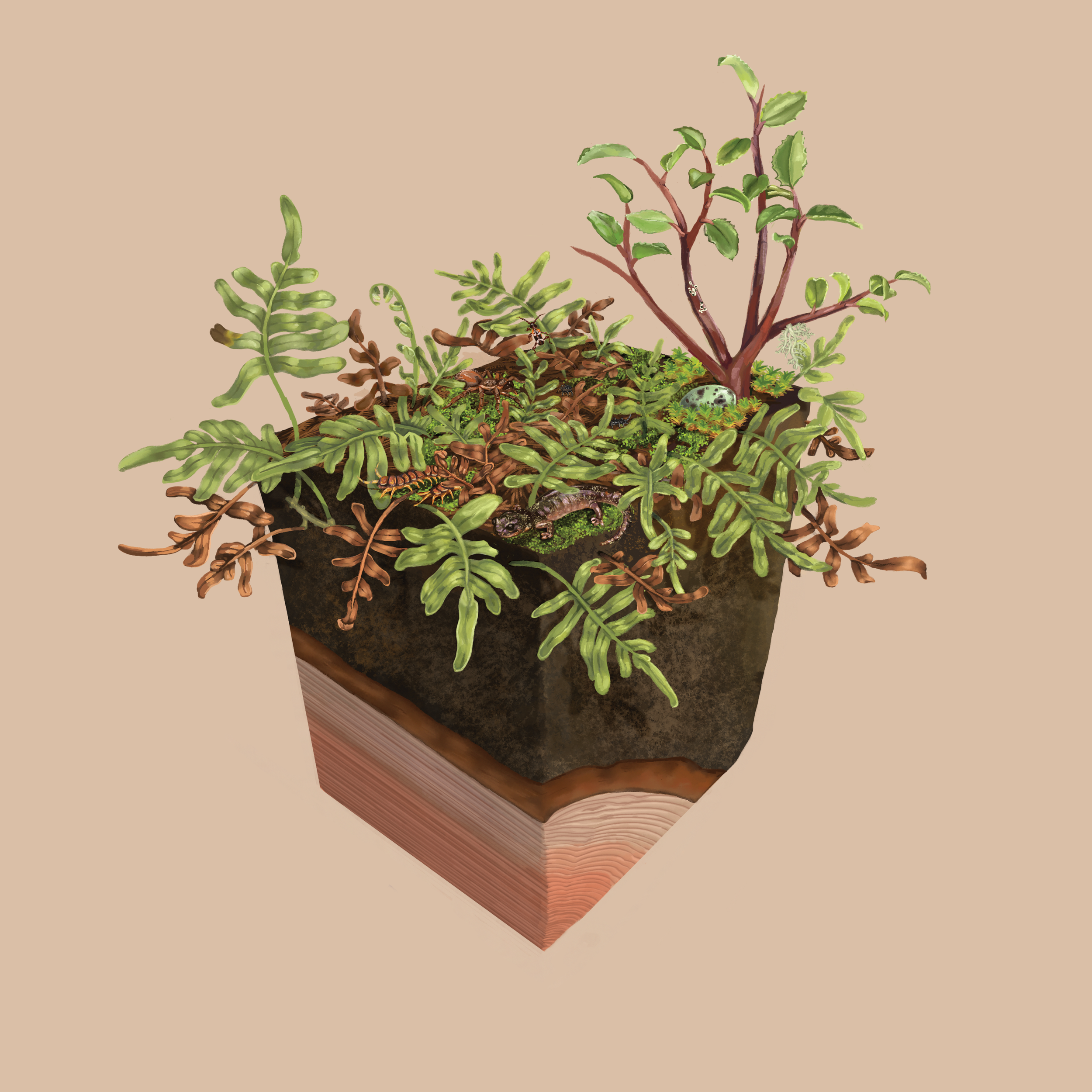 Up in the Canopy, Fern Mat - Digital