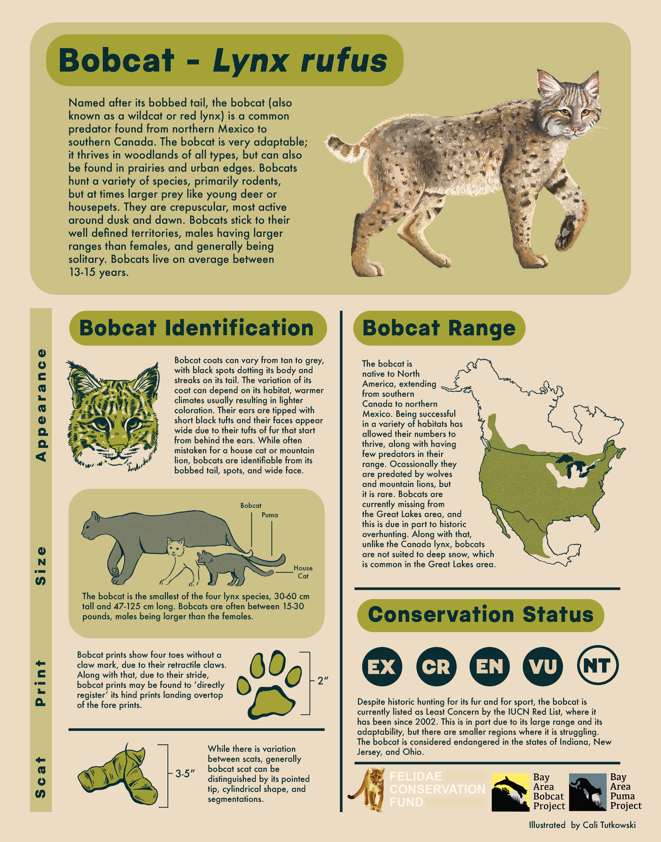 Bobcat Educational Poster - Digital