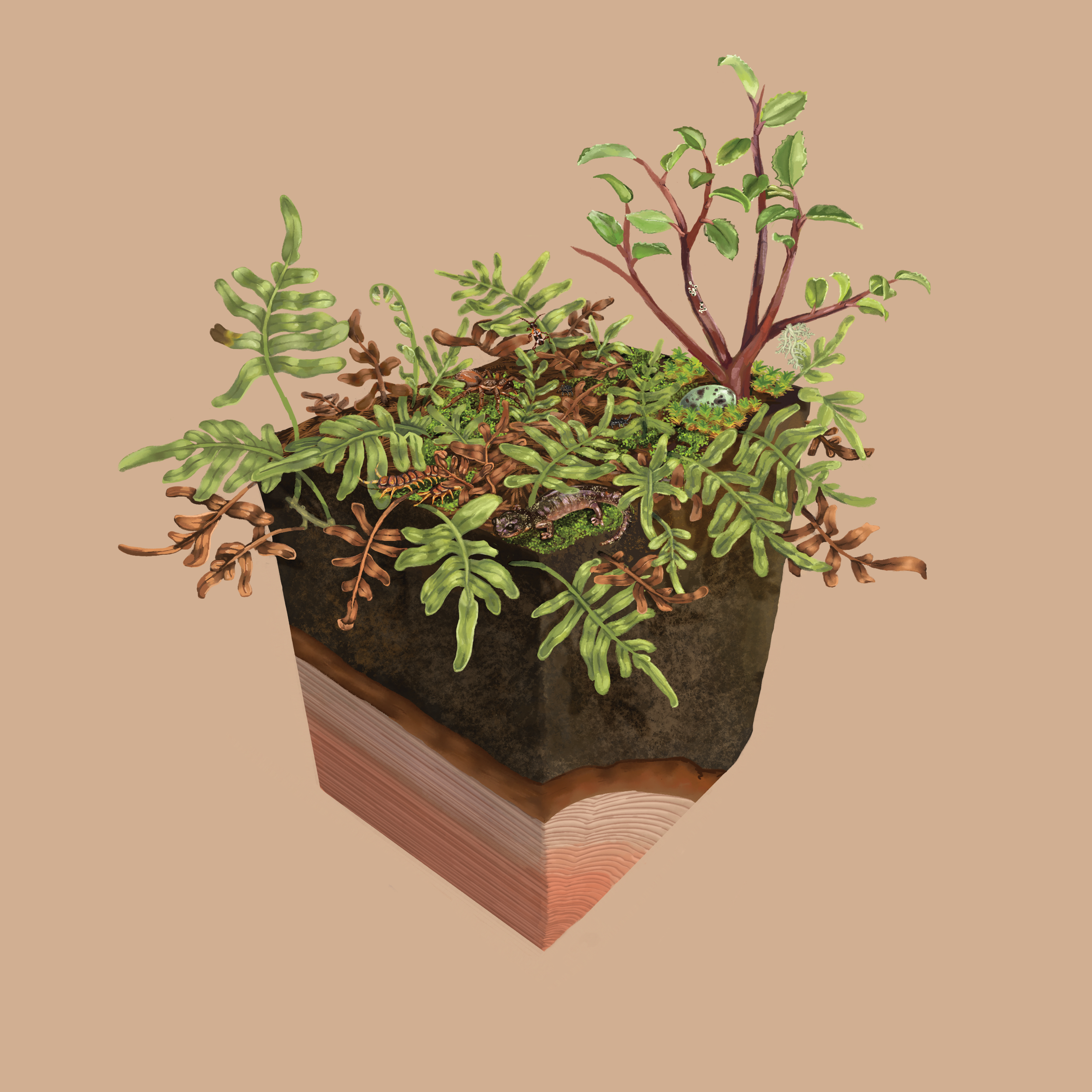 Fern Mat-2.png