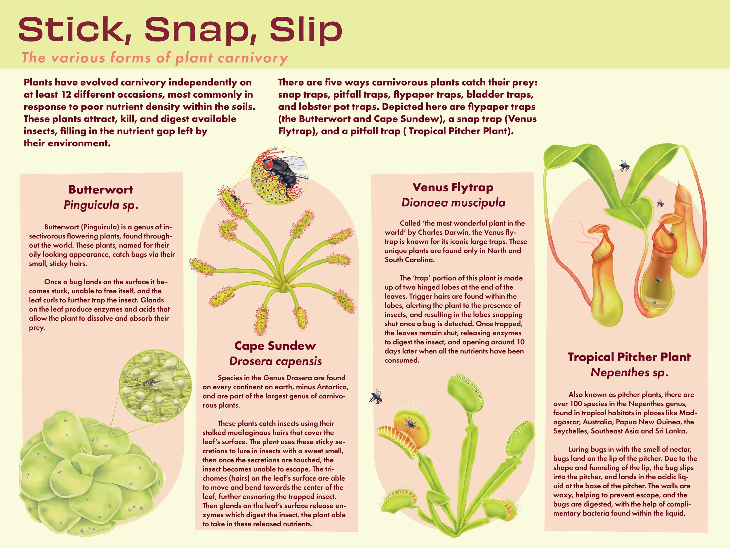 Carnivorous Plant Signage