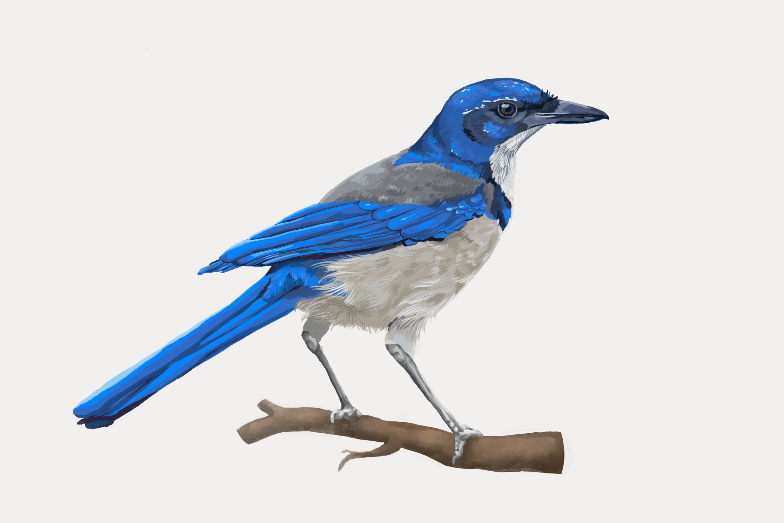 Channel Island Scrub Jay - Digital