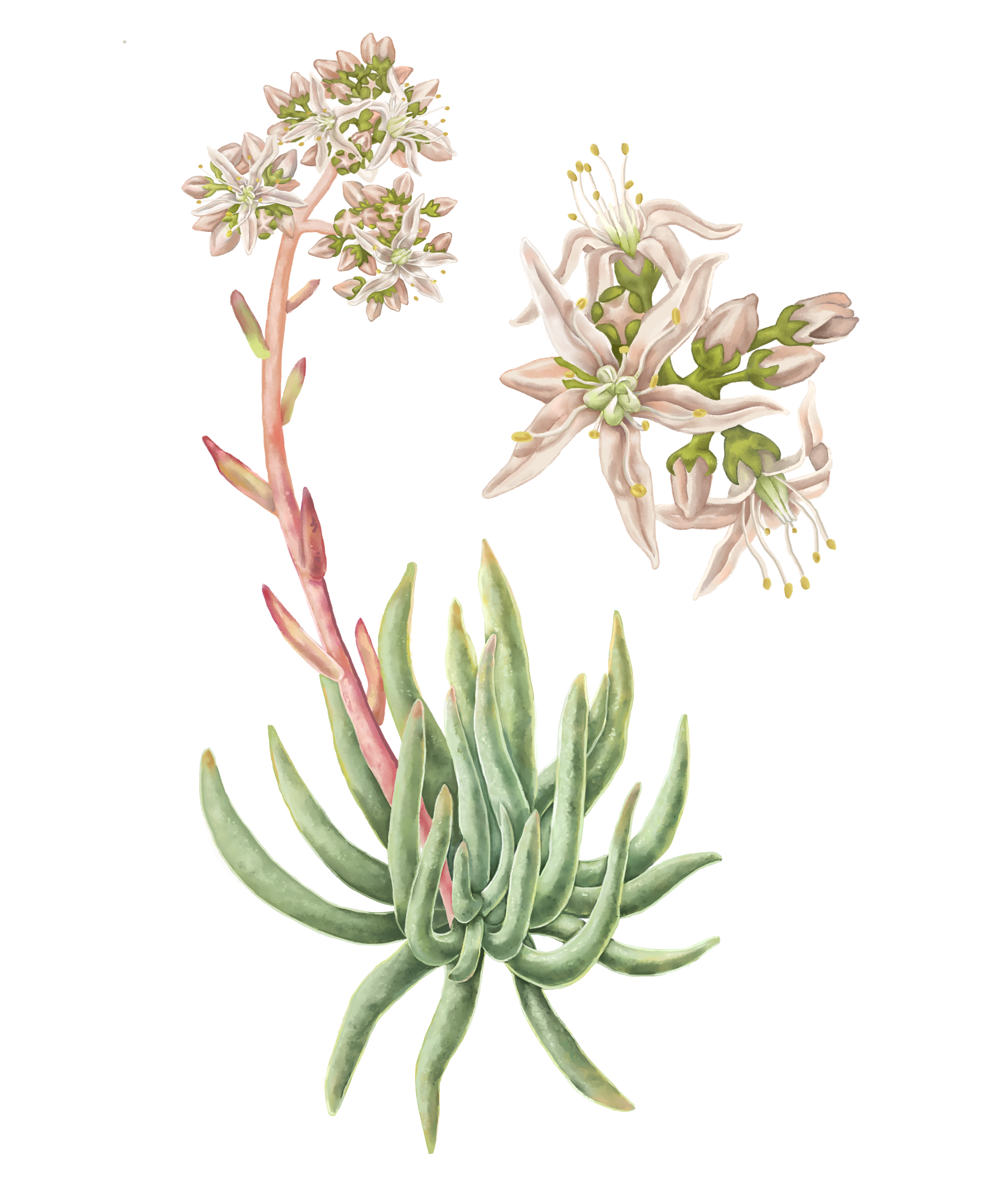 California Botanic Garden Illustrations - Digital