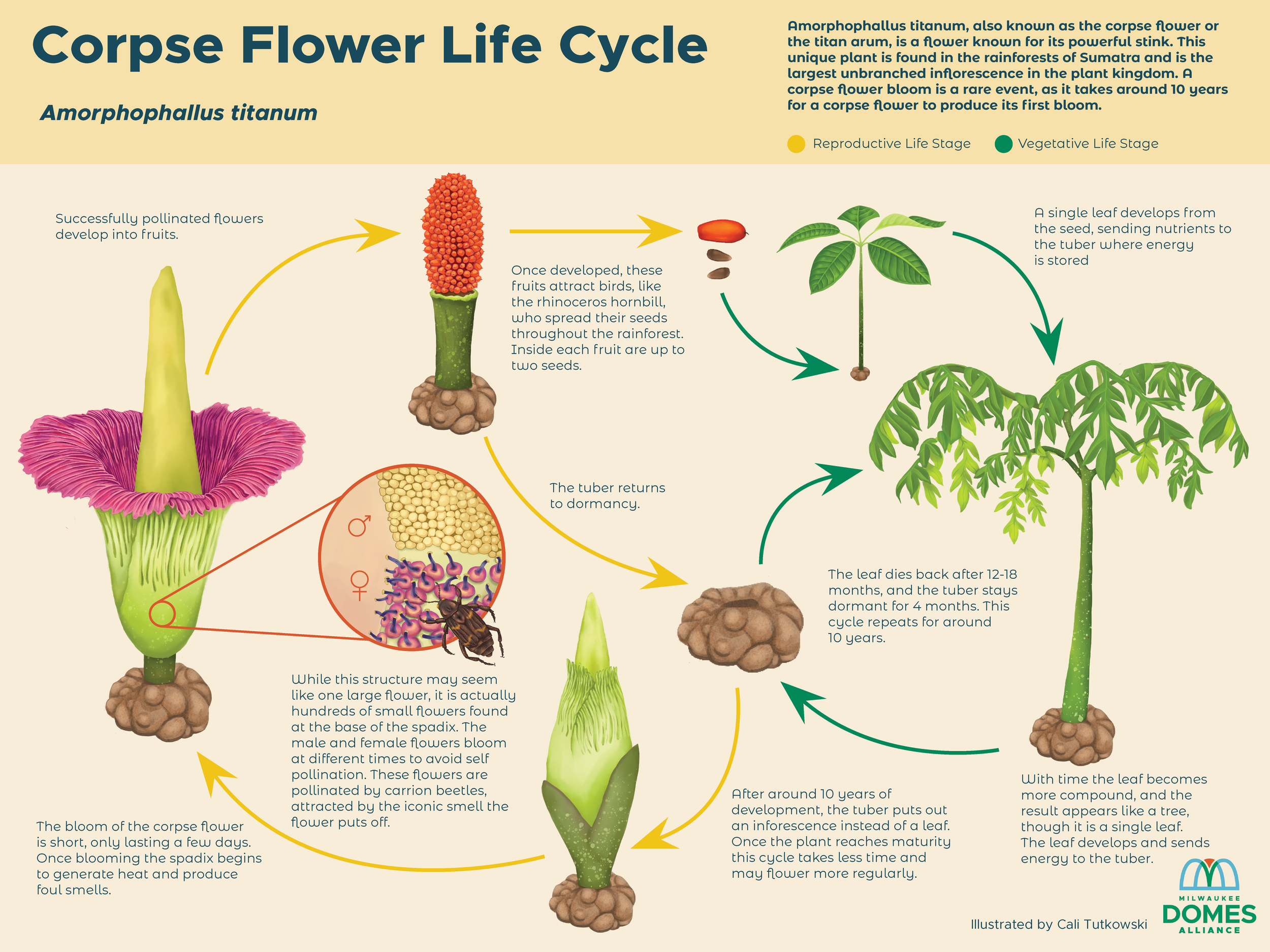 Corpse Flower Life Cycle - Digital