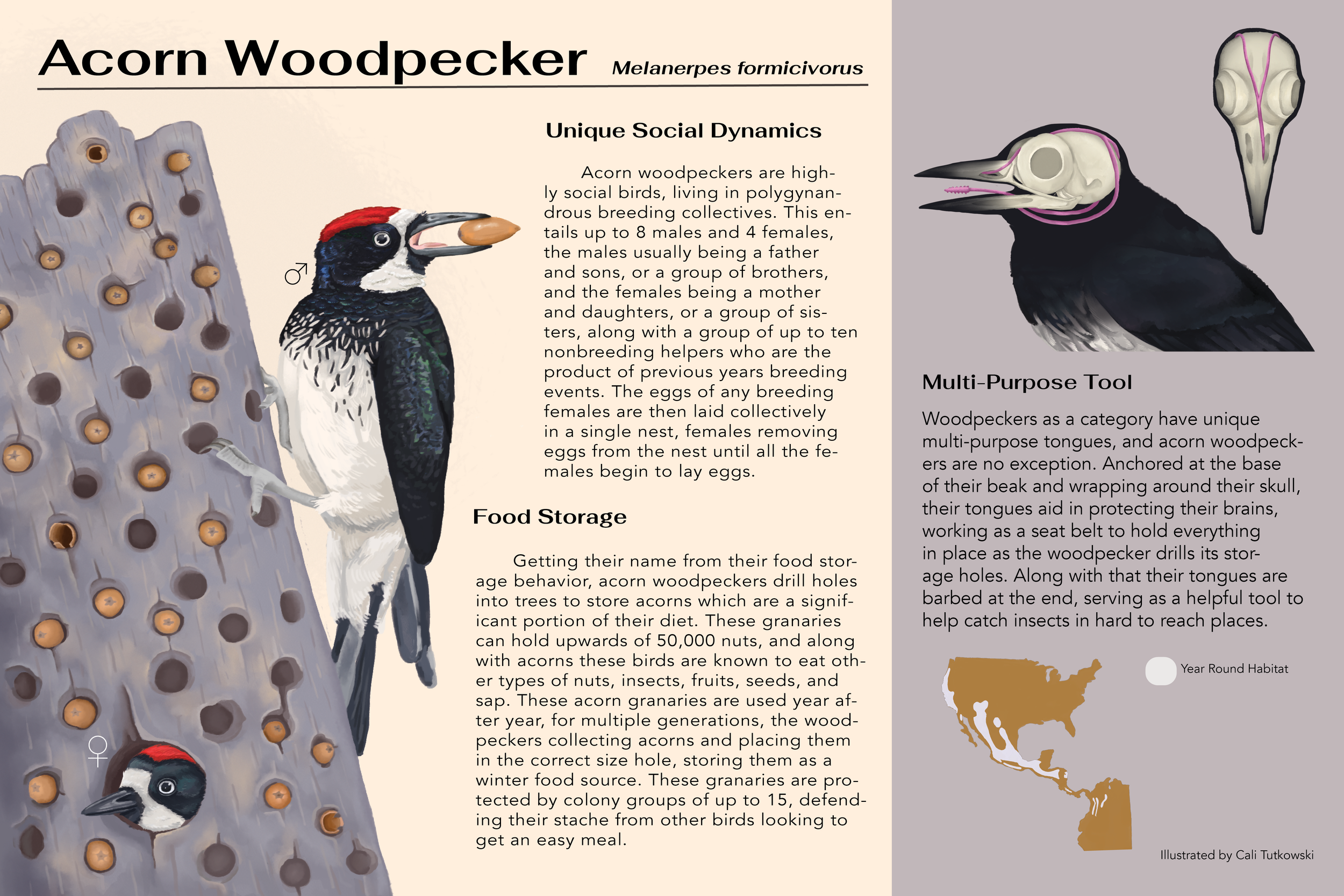 Acorn Woodpecker Species Profile - Digital