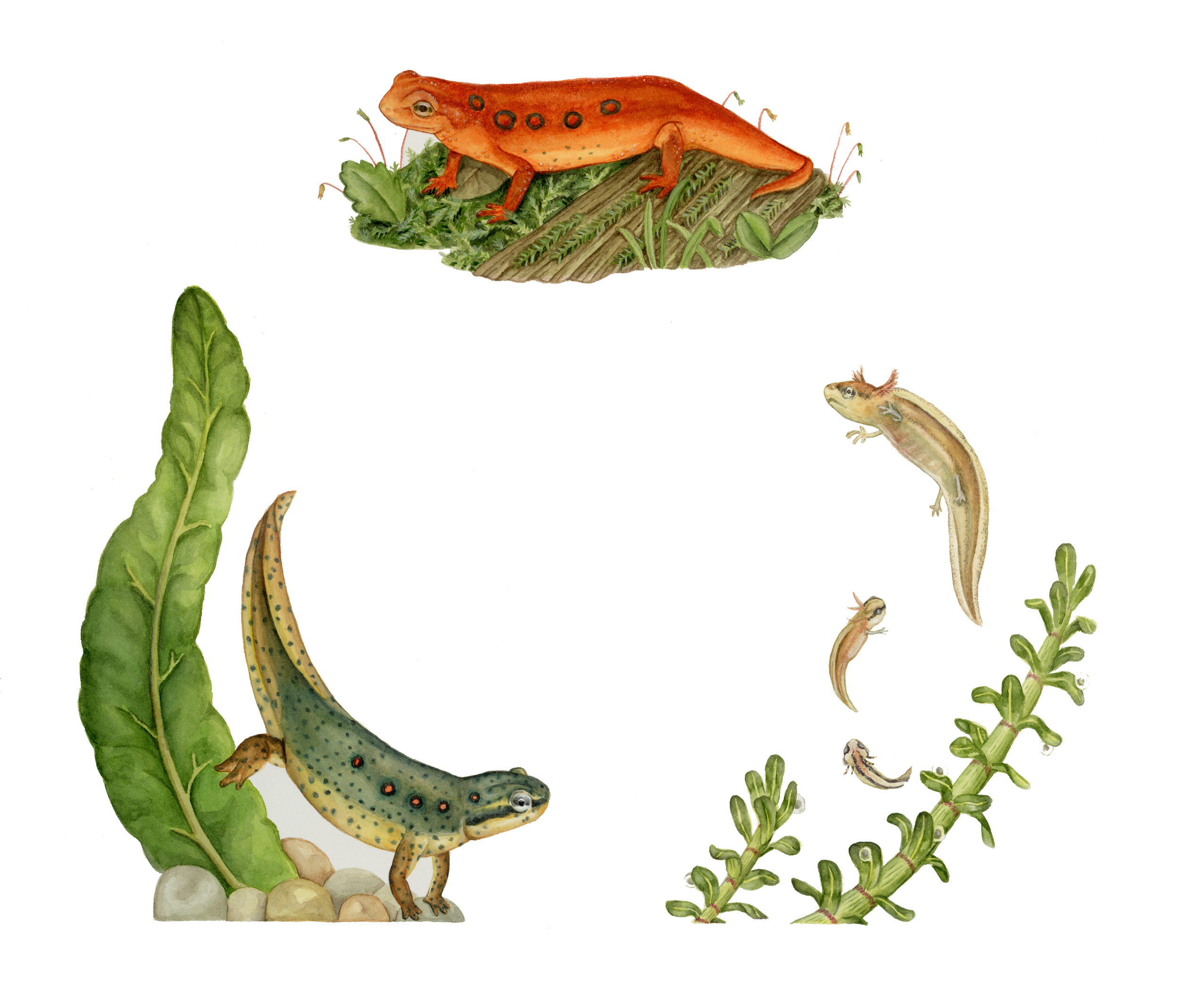 Eastern Newt Life Cycle - Watercolor